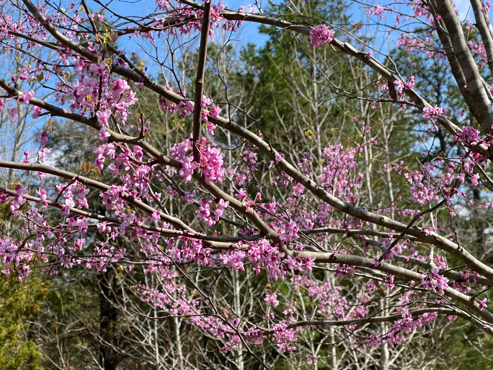 Eastern Redbud (Cercis Canadensis) — Minimal pruning is required to maintain its graceful shape; shrub / tree for full or half or shade, image 109