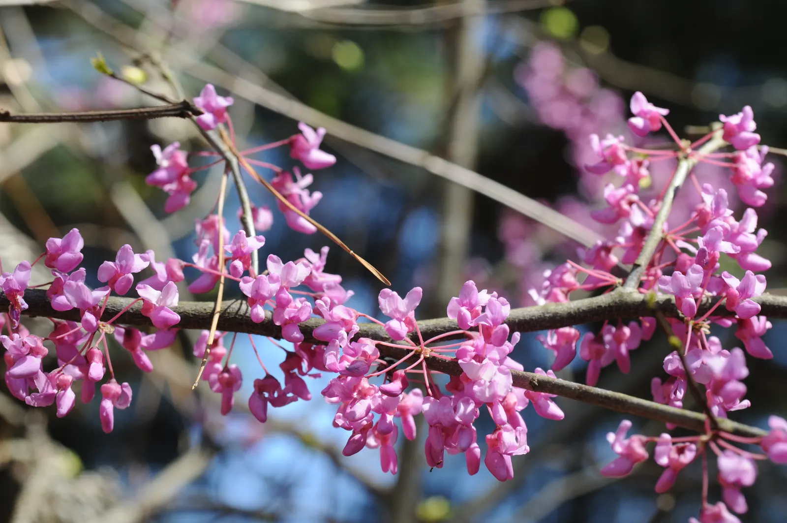 Eastern Redbud (Cercis Canadensis) — boasting a stunning floral display and year-round interest; with a moderate growth rate, image 122