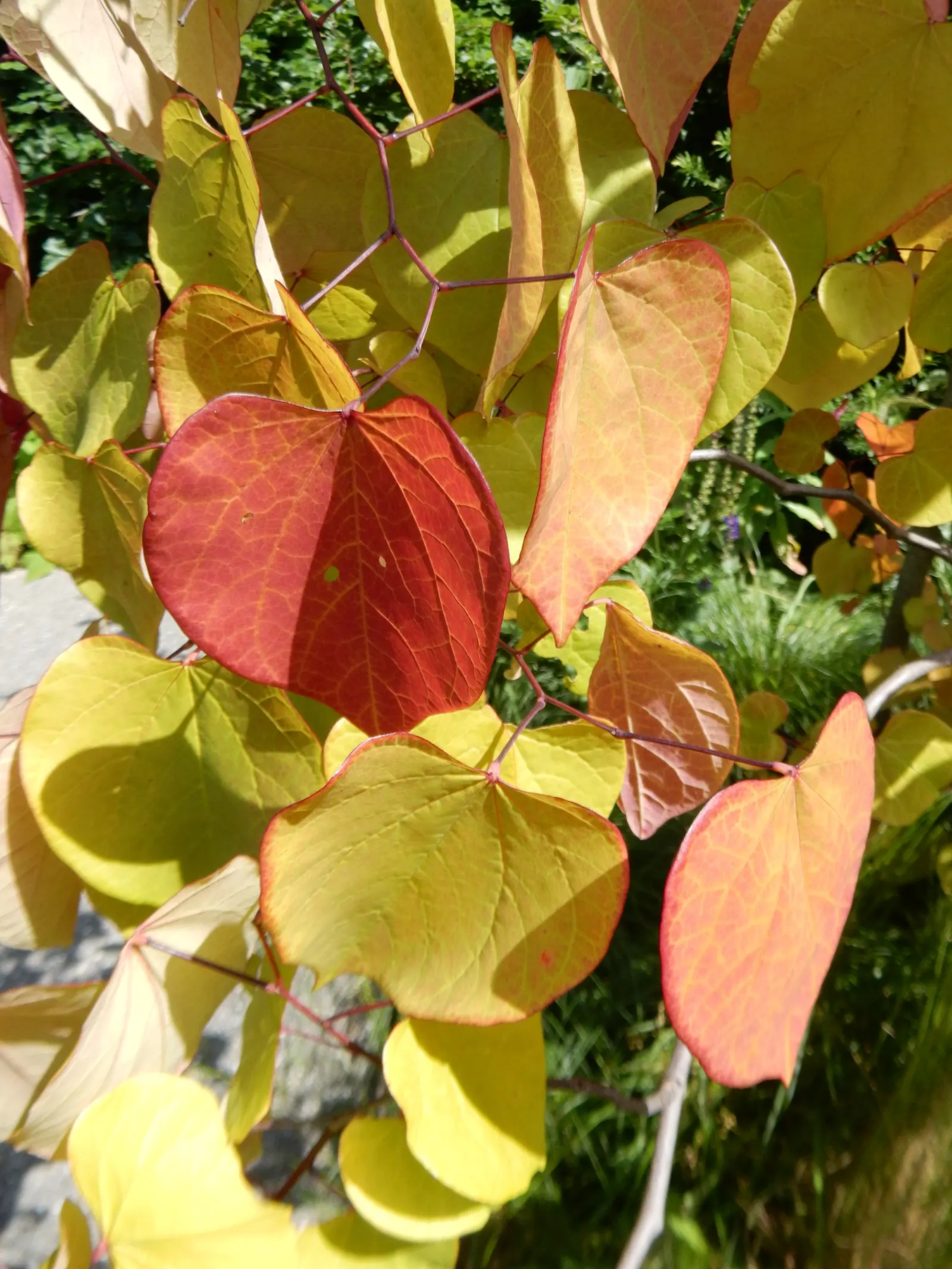 Eastern Redbud (Cercis Canadensis) — With a moderate growth rate; the Eastern Redbud is a celebrated addition to any landscape design, image 72