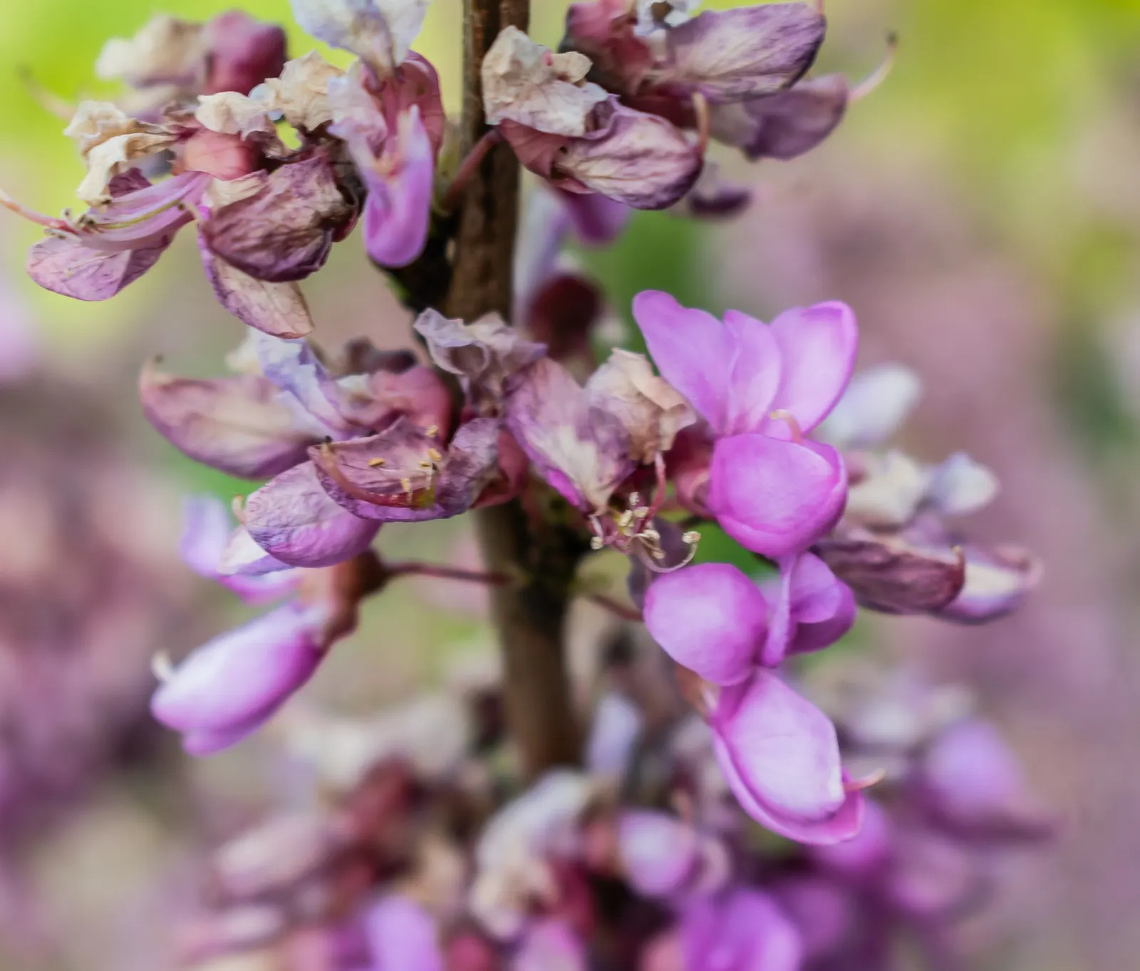 Eastern Redbud (Cercis Canadensis) — The Eastern Redbud is a celebrated addition to any landscape design; boasting a stunning floral display and, image 45