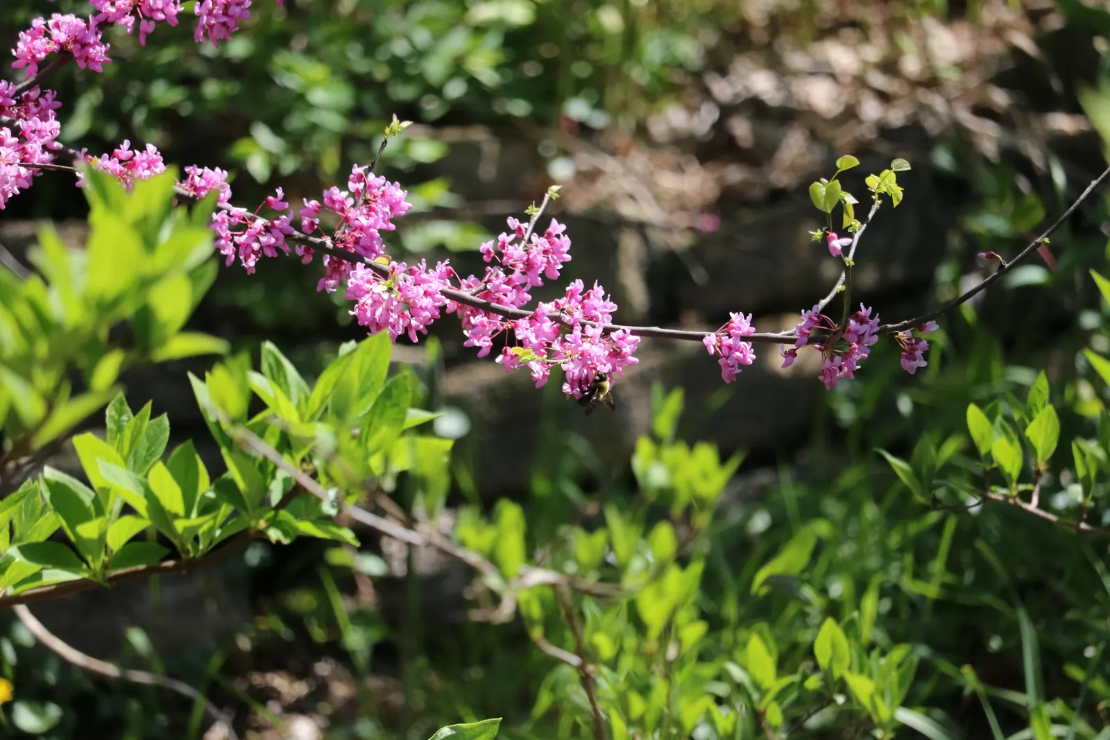 Eastern Redbud (Cercis Canadensis) — adapting to both sunny and partially shaded locations; enveloping branches in a breathtaking cloak of color, image 89