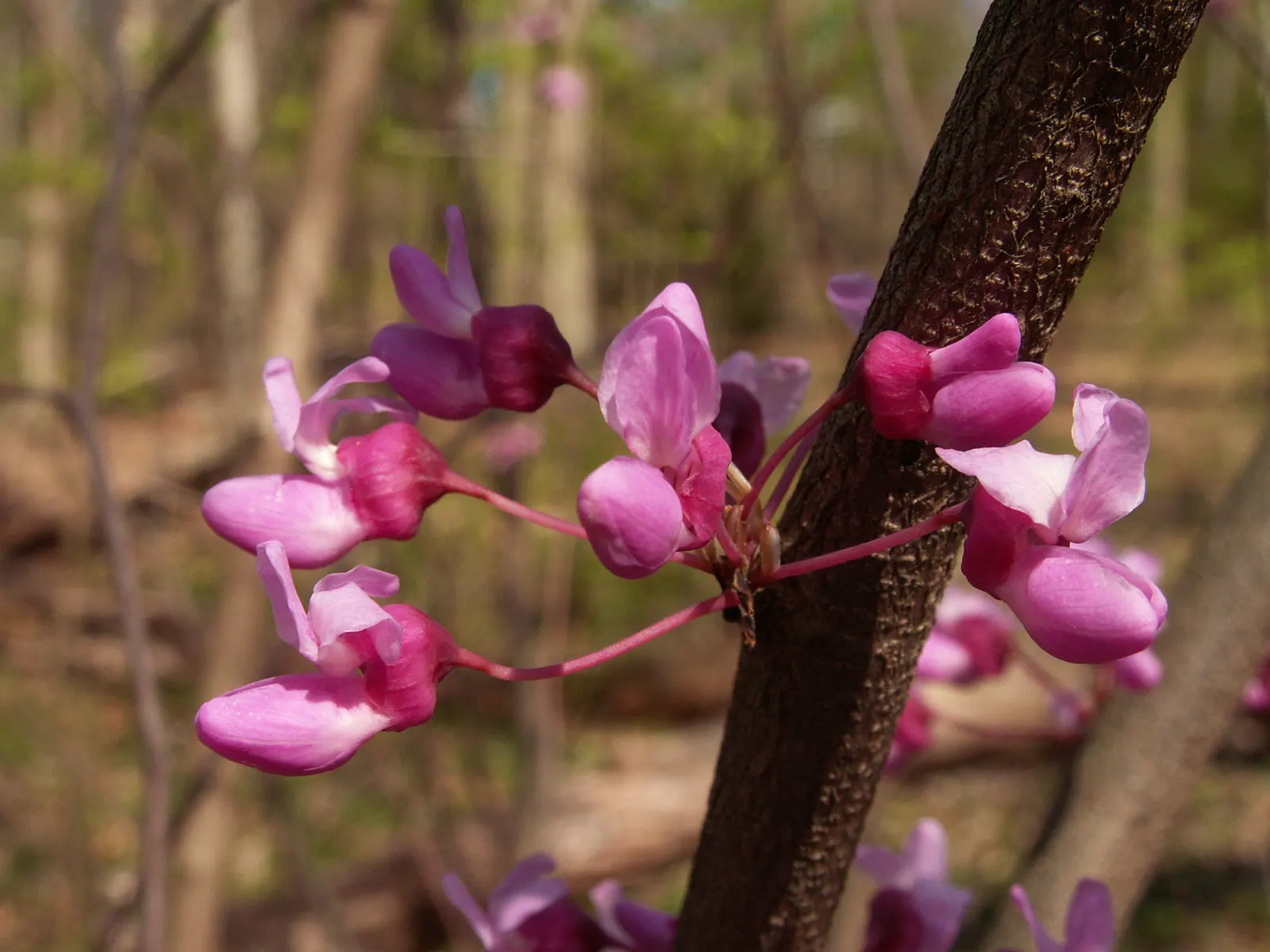 Eastern Redbud (Cercis Canadensis) — Known for its vibrant pink to magenta spring blooms; shrub / tree with pink and red blooms, image 117