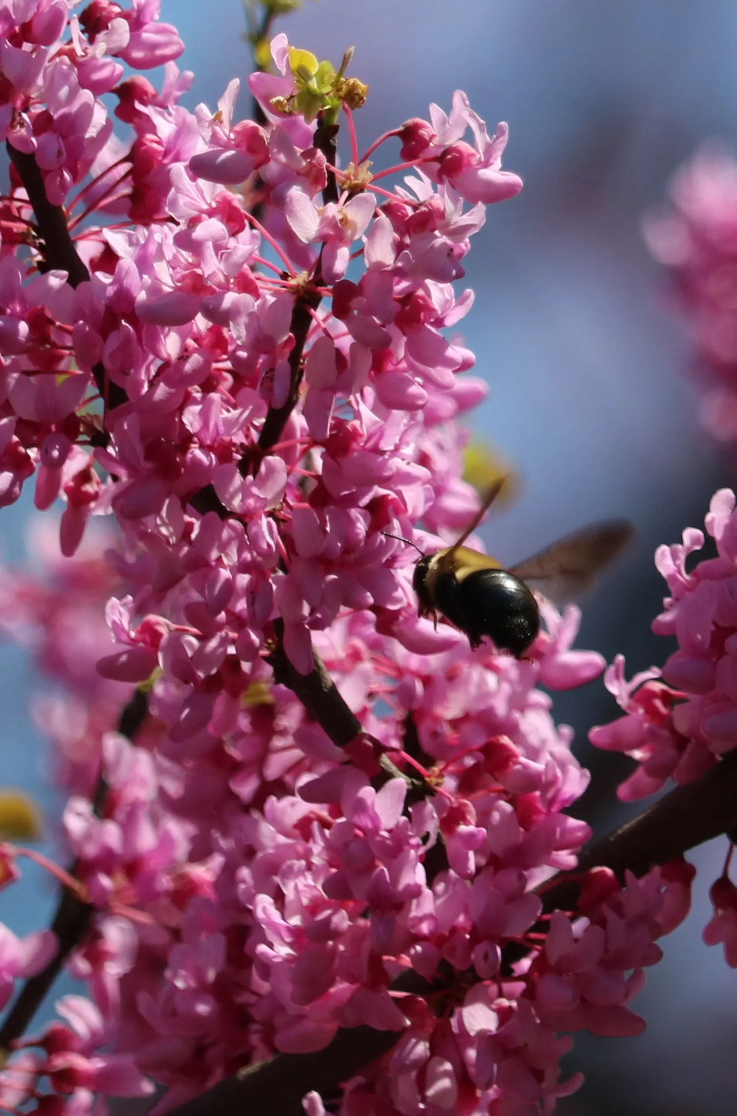 Eastern Redbud (Cercis Canadensis) — enveloping branches in a breathtaking cloak of color; transitioning from green to yellow in fall, image 126