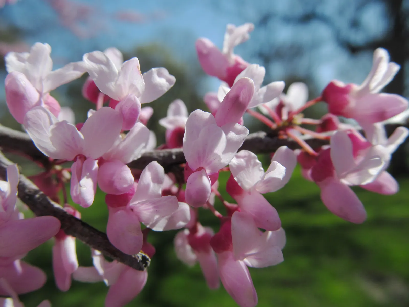 Eastern Redbud (Cercis Canadensis) — transitioning from green to yellow in fall; adapting to both sunny and partially shaded locations, image 119