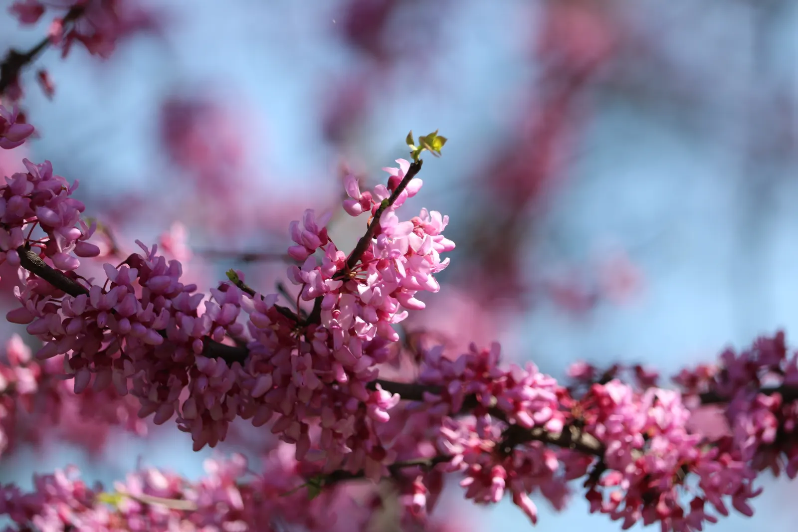 Eastern Redbud (Cercis Canadensis) — this deciduous tree typically reaches a height of 20 to 30 feet with a similar spread, image 105
