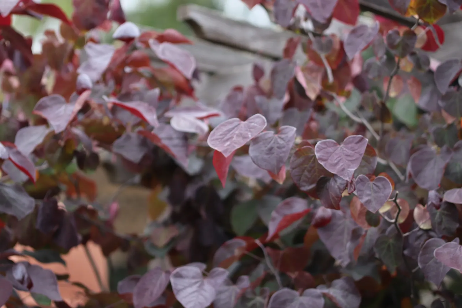 Eastern Redbud (Cercis Canadensis) — Native to eastern North America; known for its vibrant pink to magenta spring blooms, image 47