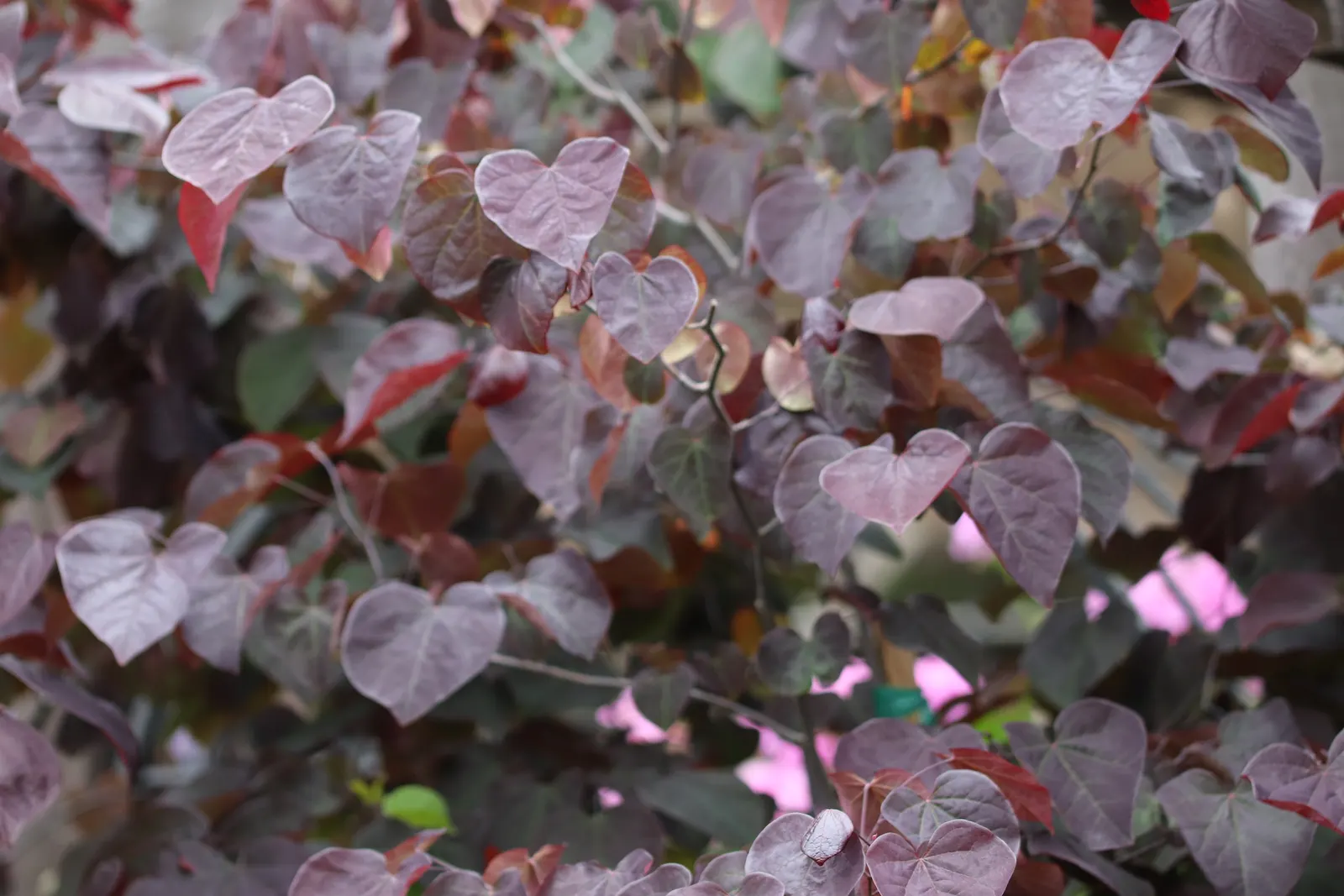 Eastern Redbud (Cercis Canadensis) — shrub / tree with pink and red blooms; native to eastern North America, image 56