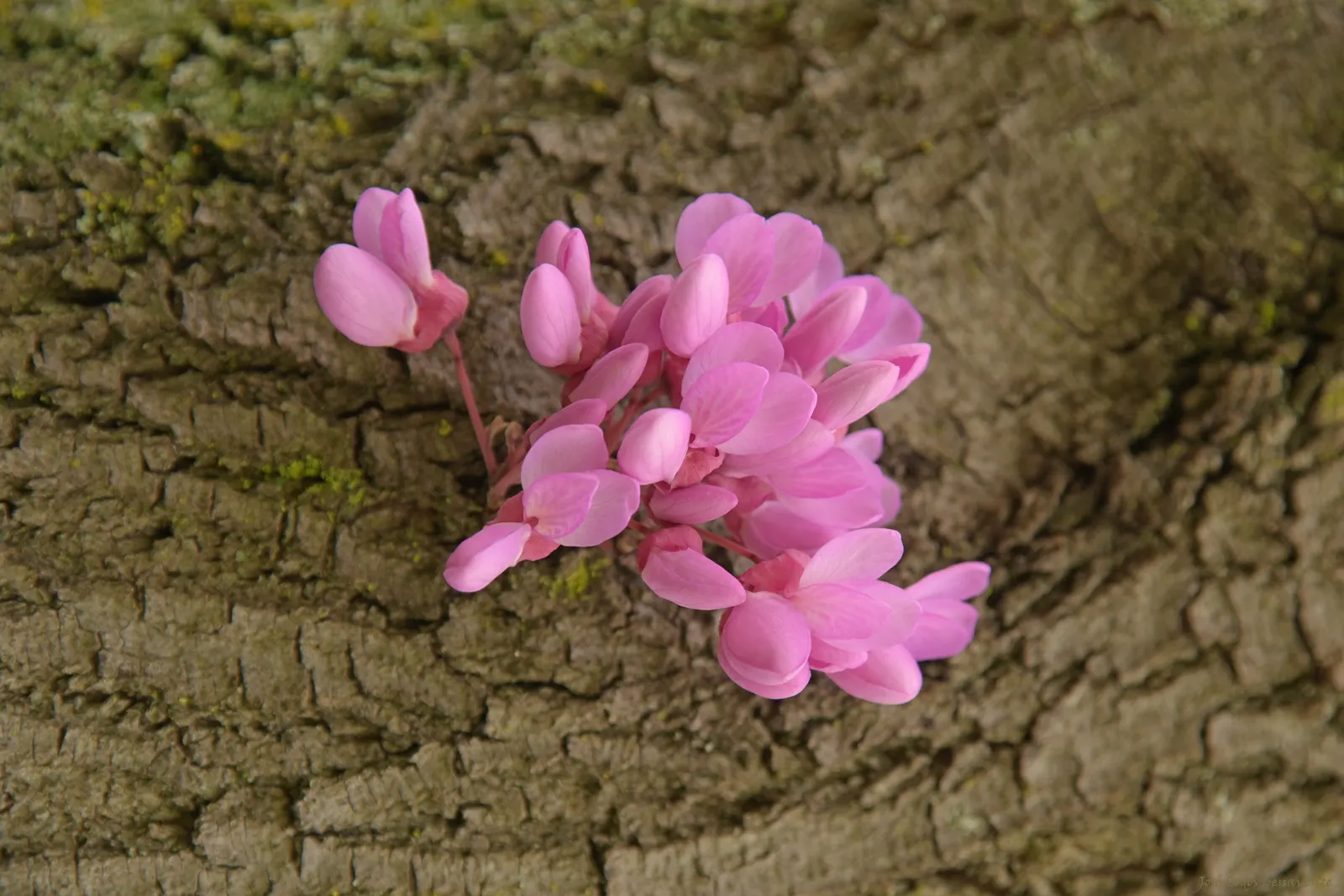 Eastern Redbud (Cercis Canadensis) — pink and red flowers in the garden; this ornamental beauty reaches 20-30 ft tall with a similar spread, image 131