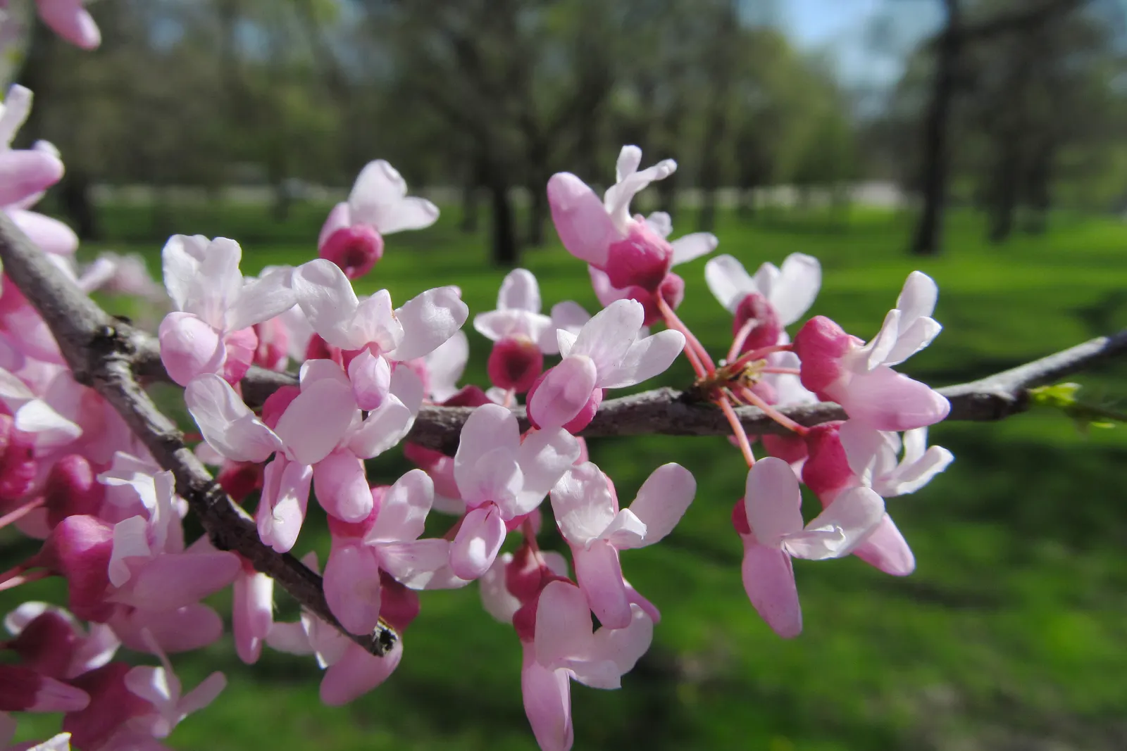 Eastern Redbud (Cercis Canadensis) — Native to eastern North America; known for its vibrant pink to magenta spring blooms, image 123