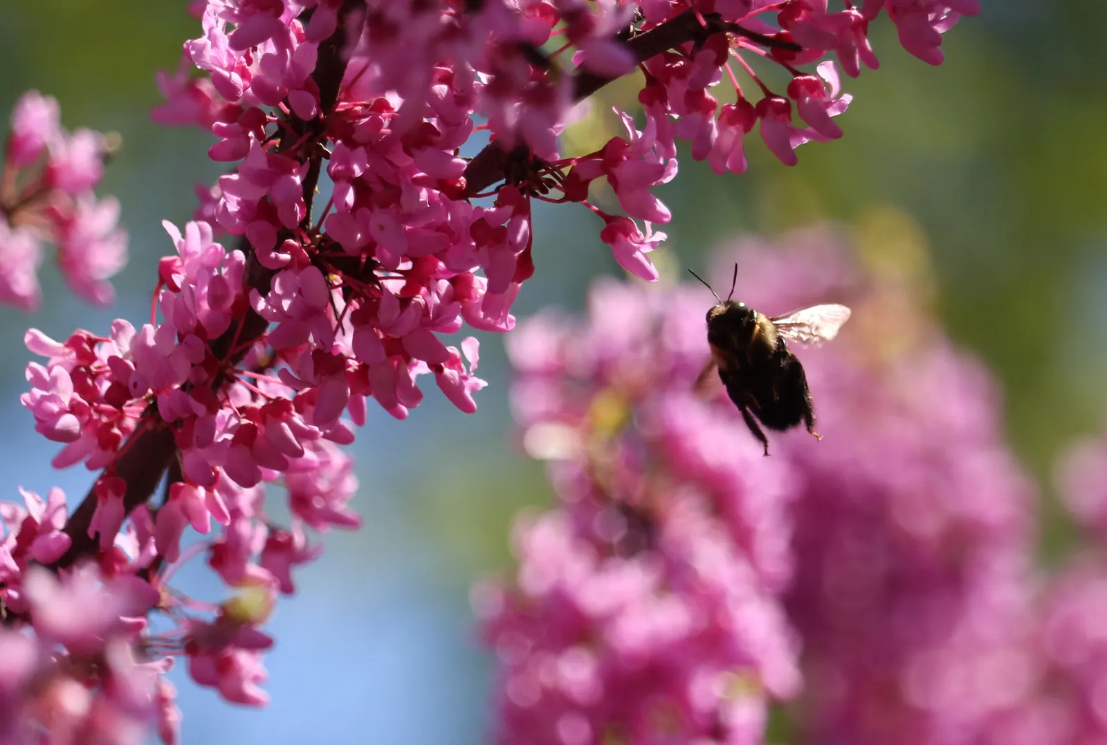 Eastern Redbud (Cercis Canadensis) — transitioning from green to yellow in fall; adapting to both sunny and partially shaded locations, image 100
