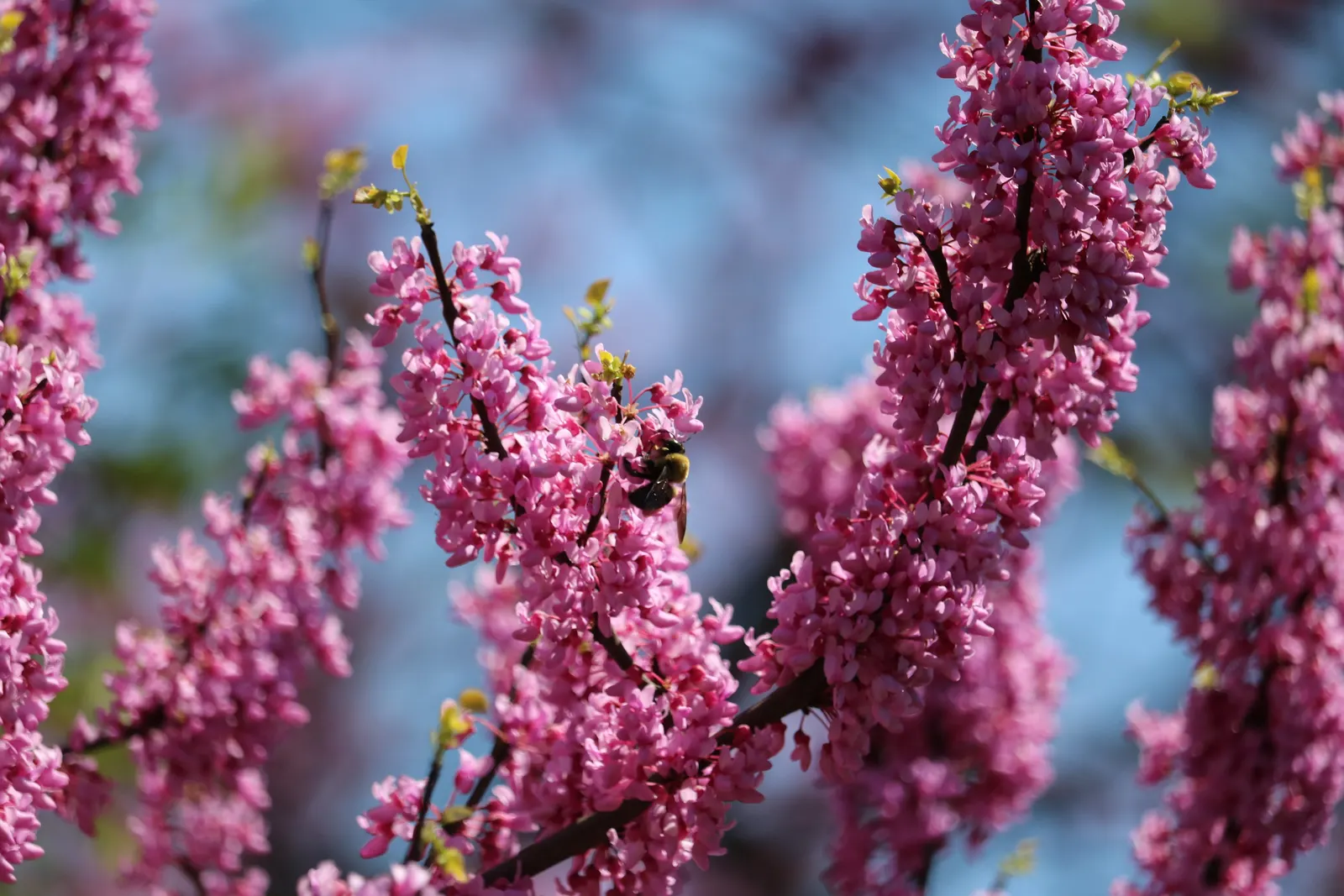 Eastern Redbud (Cercis Canadensis) — this deciduous tree typically reaches a height of 20 to 30 feet with a similar spread, image 48