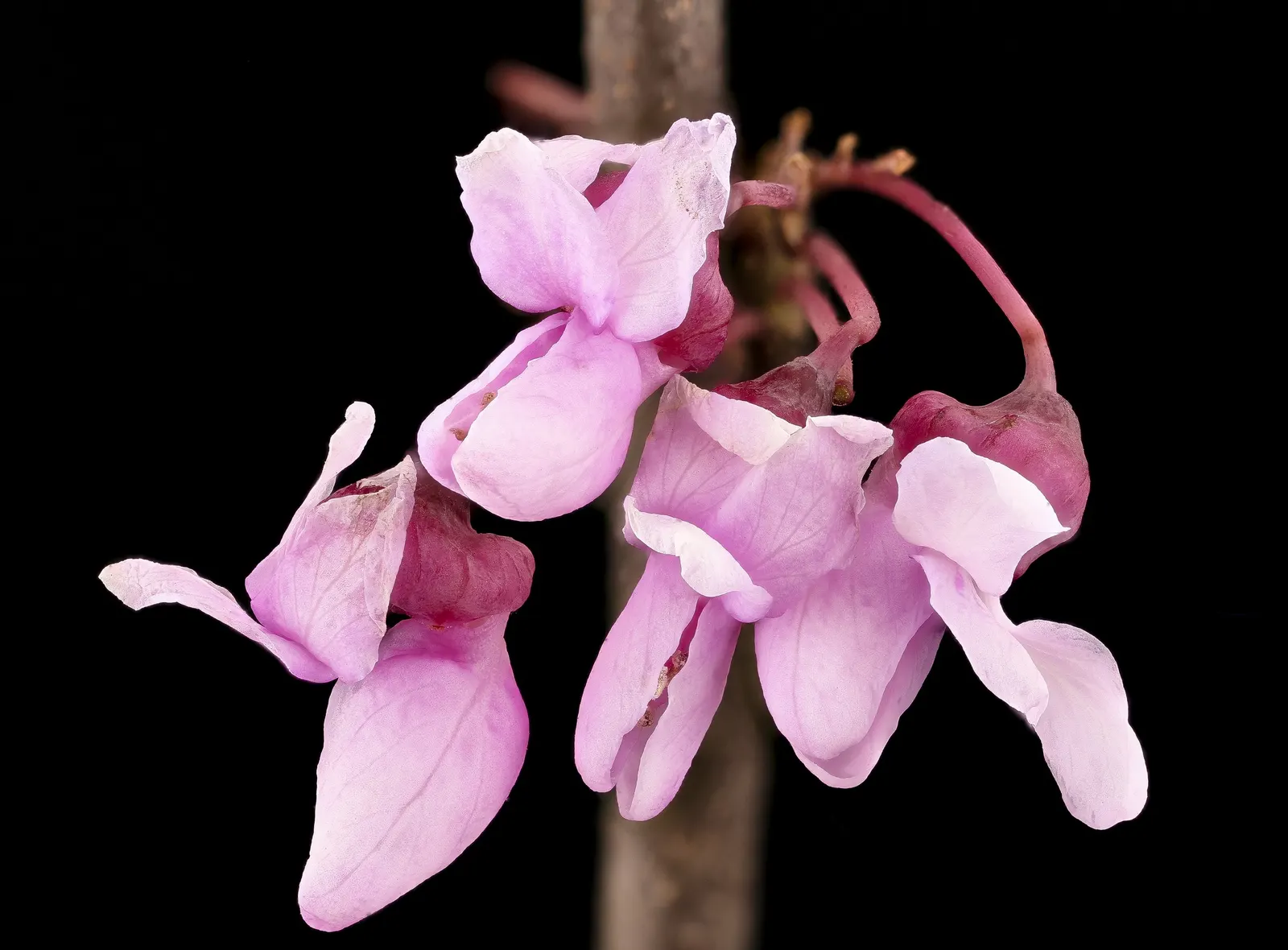 Eastern Redbud (Cercis Canadensis) — it is a low-maintenance choice ideal for small yards; minimal pruning is required to maintain its graceful, image 111