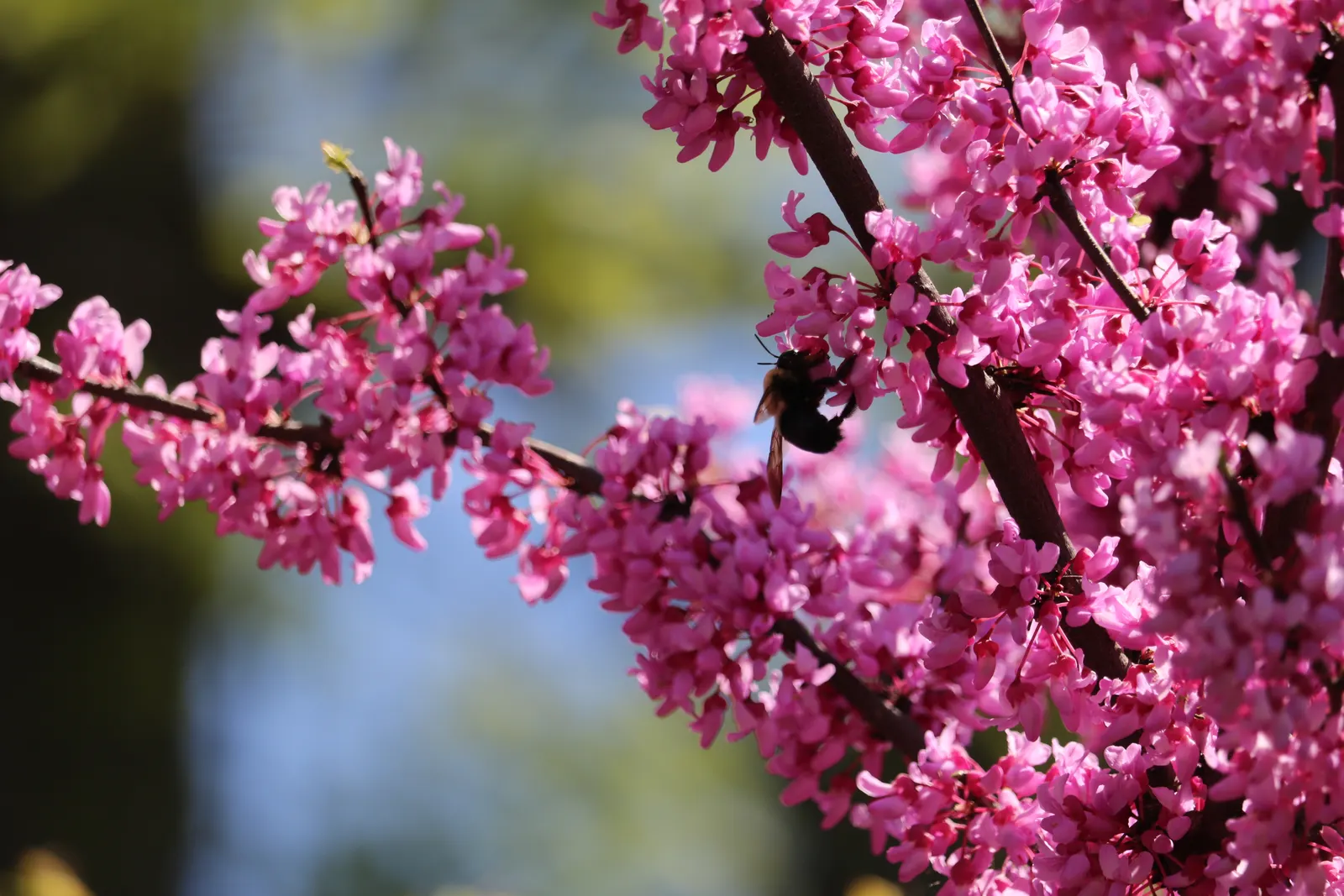 Eastern Redbud (Cercis Canadensis) — Its heart-shaped leaves are a rich green throughout the growing season; pink and red flowers in the garden, image 87