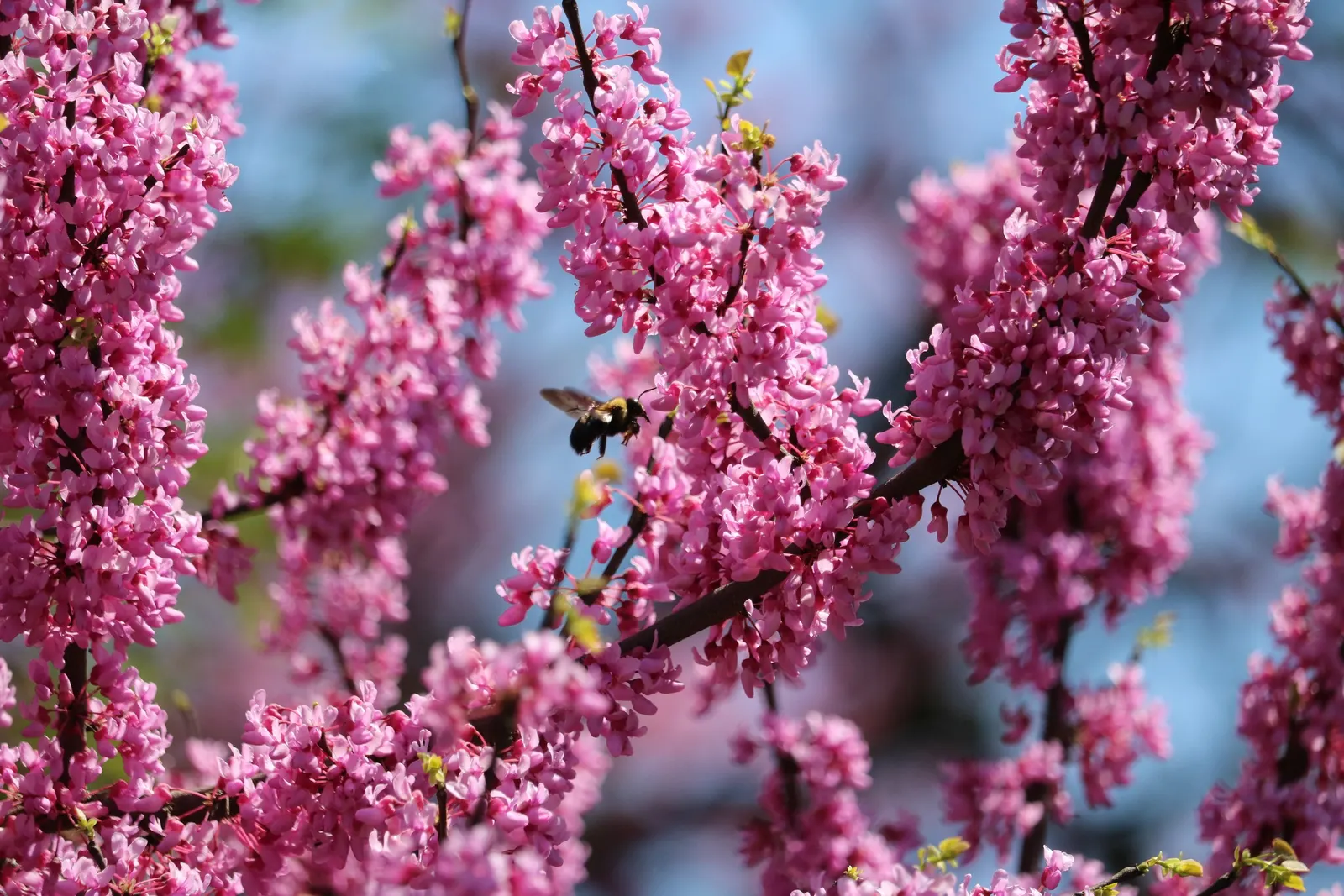 Eastern Redbud (Cercis Canadensis) — This ornamental beauty reaches 20-30 ft tall with a similar spread, showcasing a rounded canopy; its, image 59
