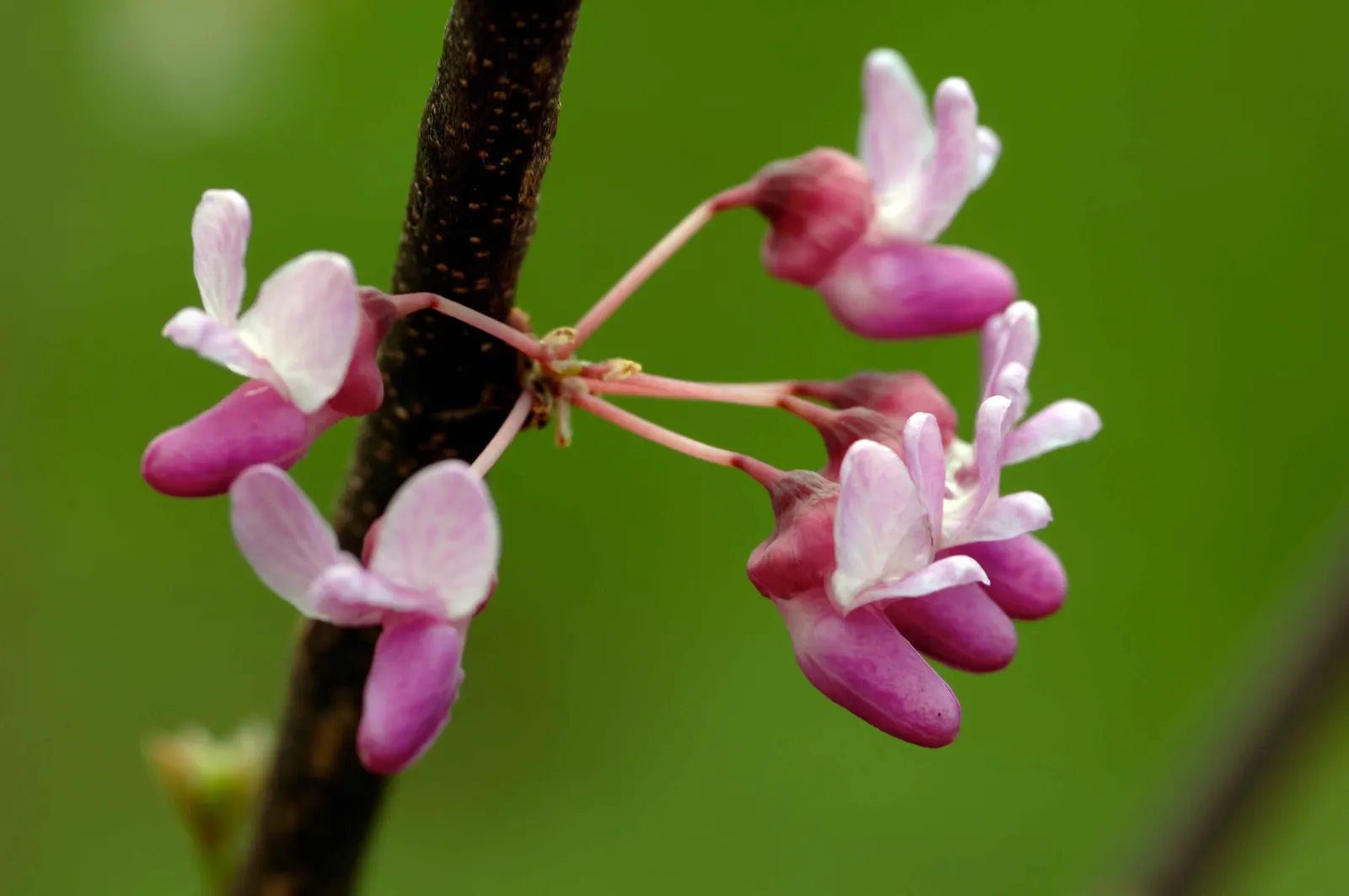 Eastern Redbud (Cercis Canadensis) — this deciduous tree typically reaches a height of 20 to 30 feet with a similar spread, image 124