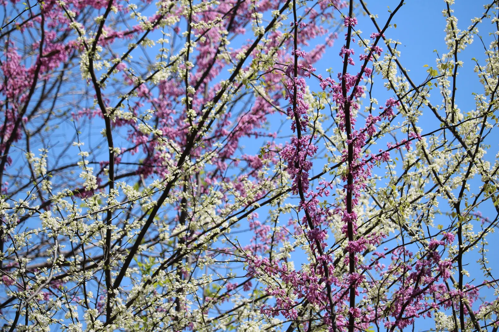 Eastern Redbud (Cercis Canadensis) — With a moderate growth rate; the Eastern Redbud is a celebrated addition to any landscape design, image 110