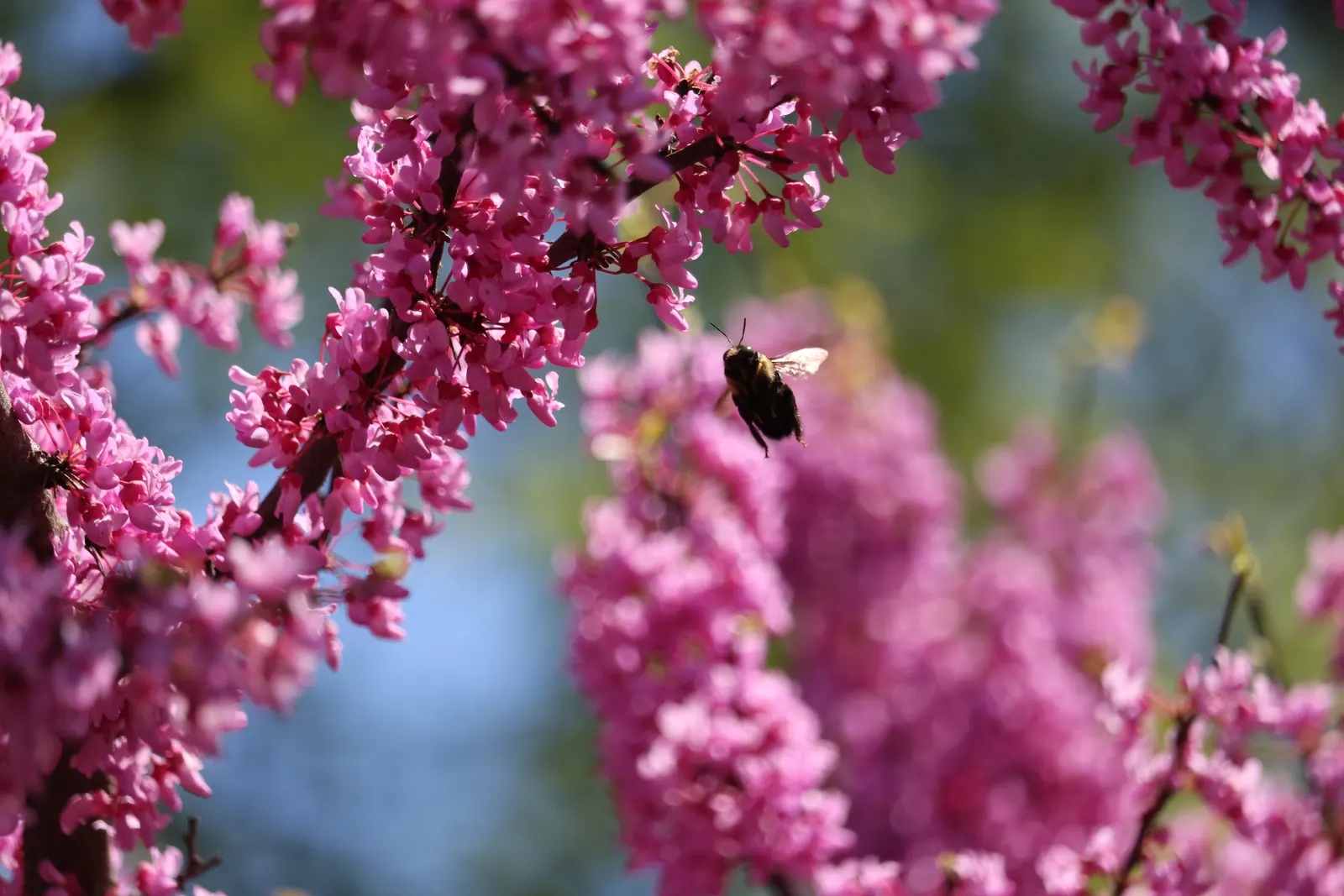 Eastern Redbud (Cercis Canadensis) — Minimal pruning is required to maintain its graceful shape; shrub / tree for full or half or shade, image 90