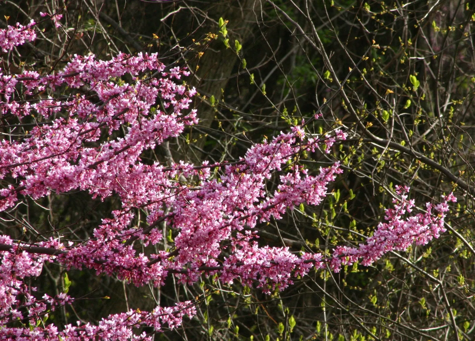 Eastern Redbud (Cercis Canadensis) — Its heart-shaped leaves are a rich green throughout the growing season; pink and red flowers in the garden, image 68