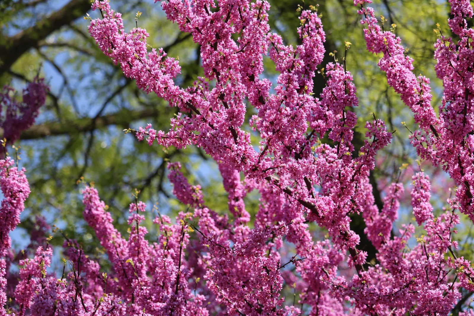 Eastern Redbud (Cercis Canadensis) — Native to eastern North America; known for its vibrant pink to magenta spring blooms, image 104