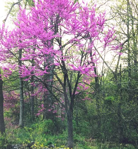Eastern Redbud (Cercis Canadensis) — pink and red flowers in the garden; this ornamental beauty reaches 20-30 ft tall with a similar spread, image 112