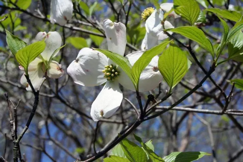 Eastern Redbud (Cercis Canadensis) — With a moderate growth rate; the Eastern Redbud is a celebrated addition to any landscape design, image 129