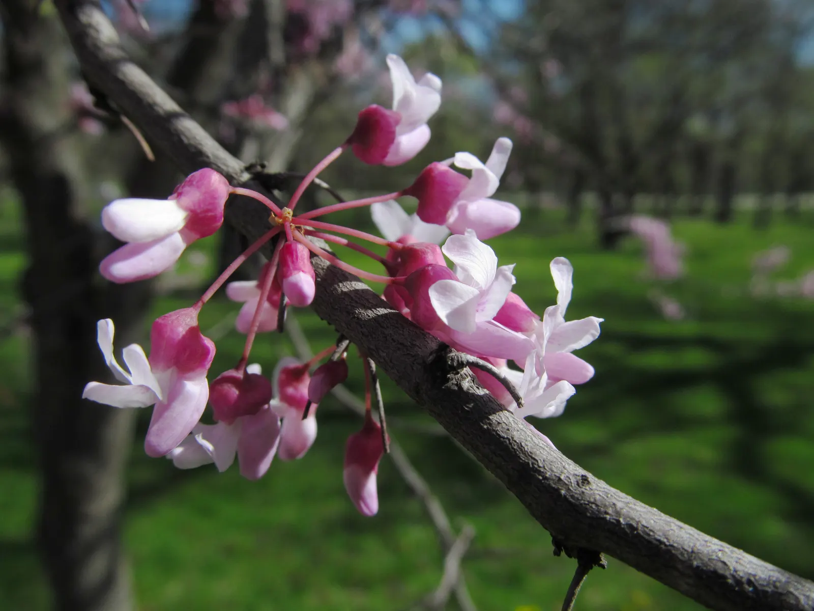 Eastern Redbud (Cercis Canadensis) — Hardy in USDA zones 4-9, it thrives in full sun to partial shade and prefers well-drained soils; eastern, image 120