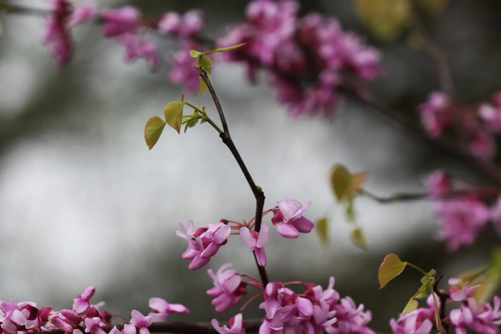 Eastern Redbud (Cercis Canadensis) — the heart-shaped leaves emerge afterward
