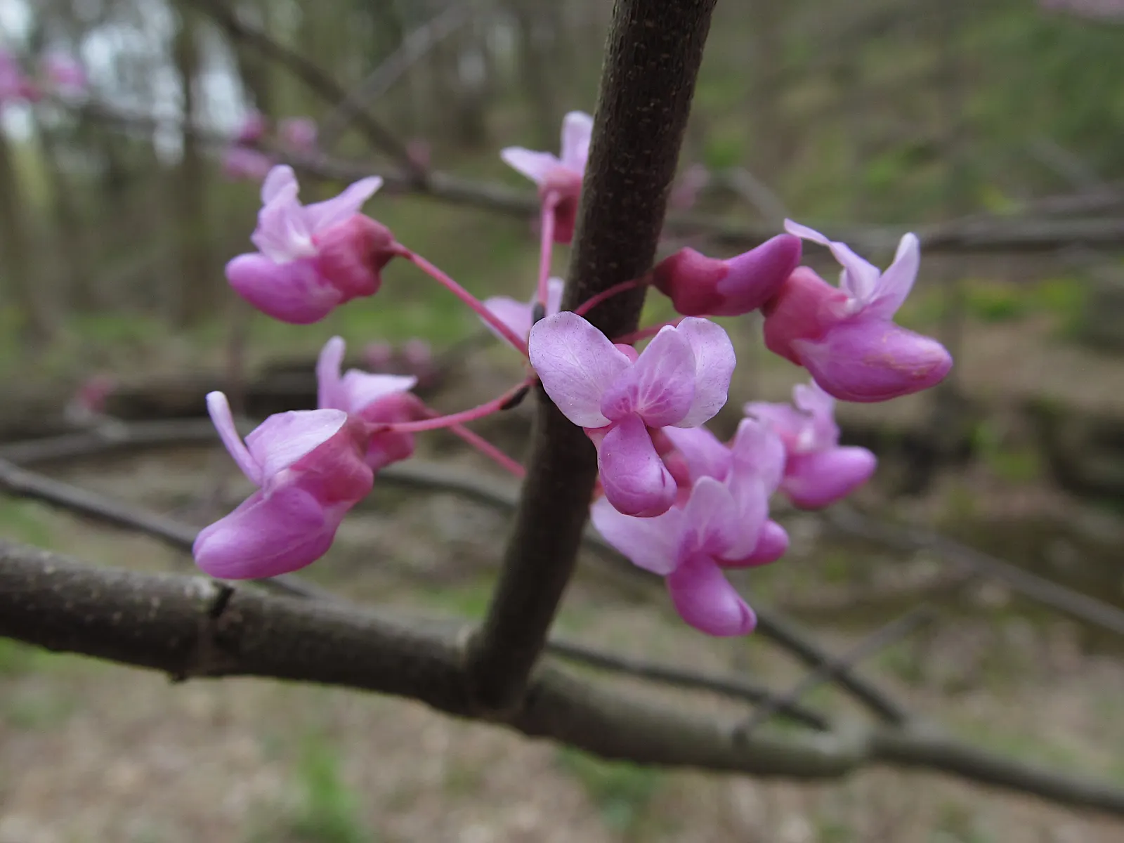 Eastern Redbud (Cercis Canadensis) — adapting to both sunny and partially shaded locations; enveloping branches in a breathtaking cloak of color, image 127