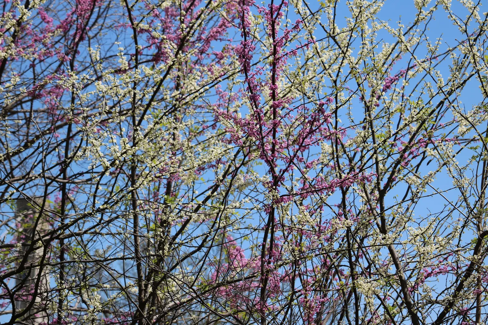 Eastern Redbud (Cercis Canadensis) — The Eastern Redbud is a celebrated addition to any landscape design; boasting a stunning floral display and, image 102