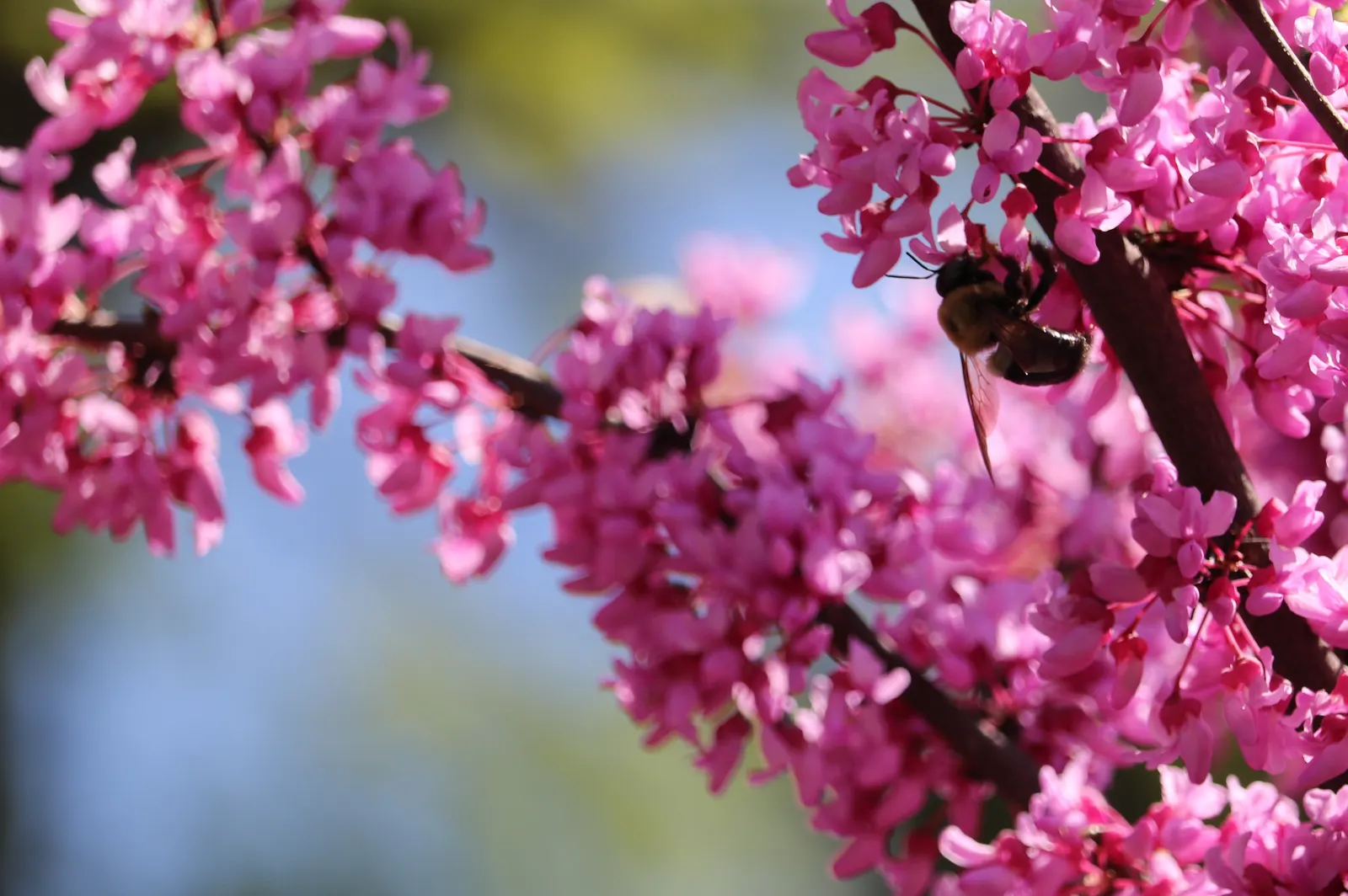 Eastern Redbud (Cercis Canadensis) — boasting a stunning floral display and year-round interest; with a moderate growth rate, image 103