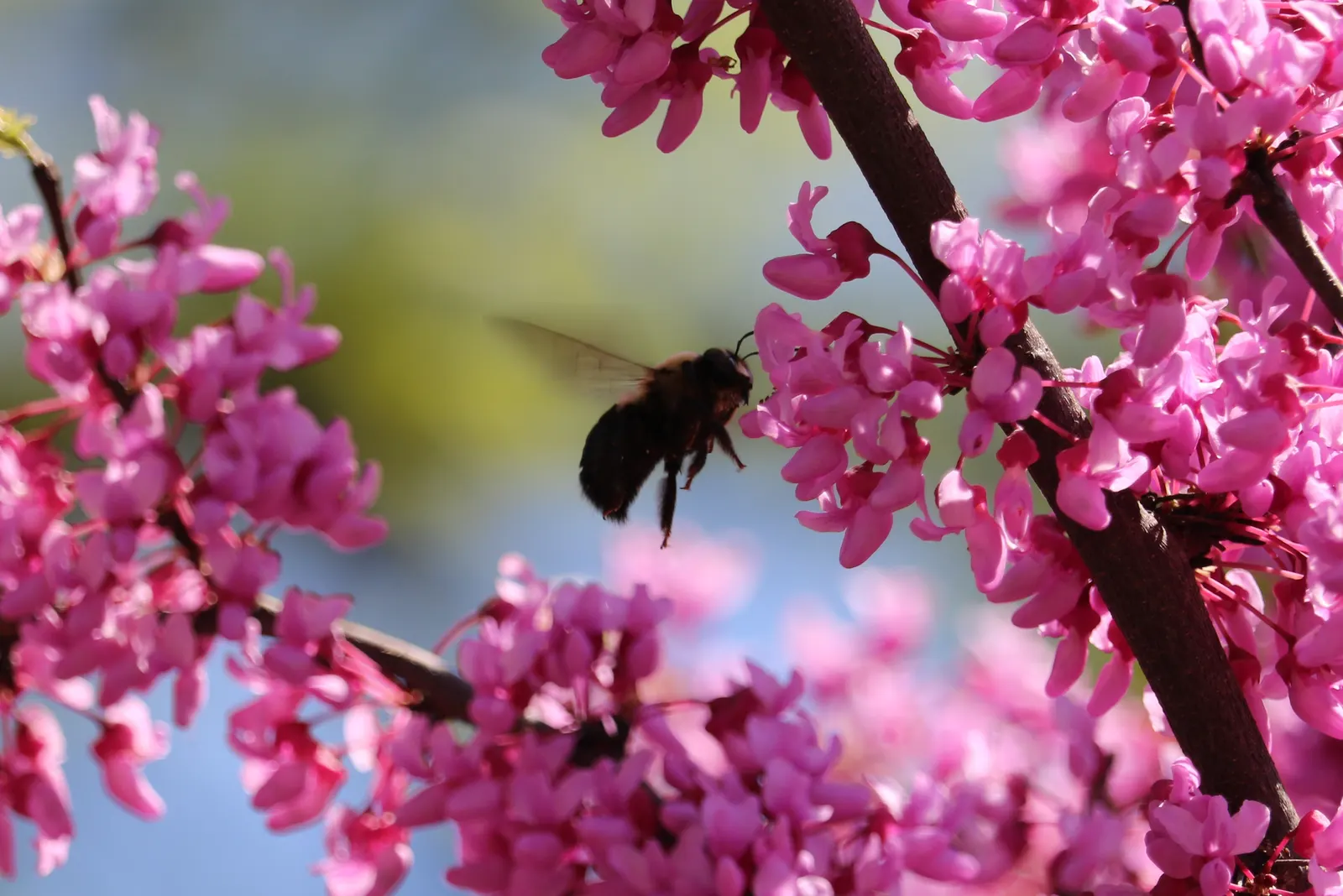 Eastern Redbud (Cercis Canadensis) — Hardy in USDA zones 4-9, it thrives in full sun to partial shade and prefers well-drained soils; eastern, image 101