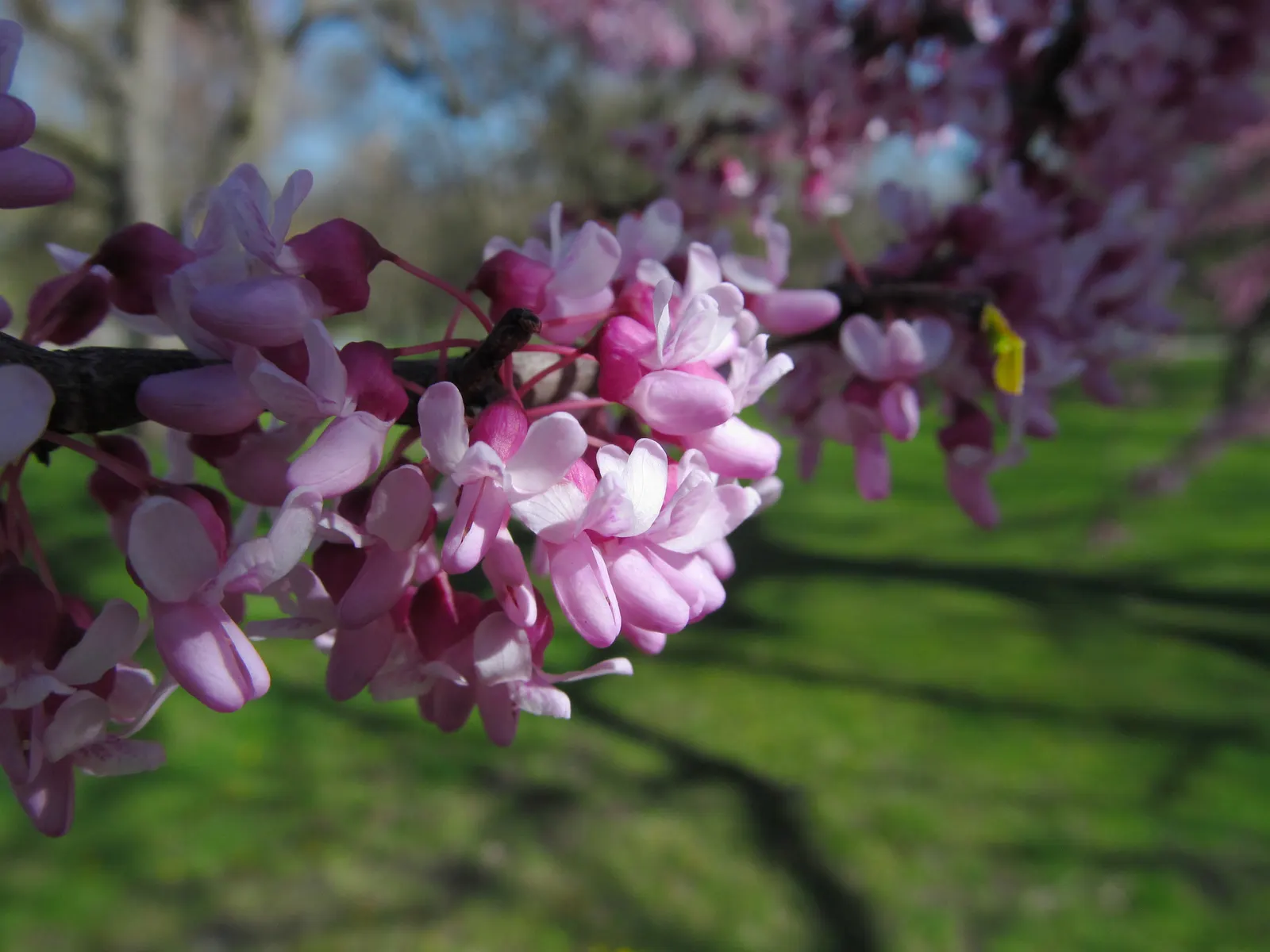 Eastern Redbud (Cercis Canadensis) — pink and red flowers in the garden; this ornamental beauty reaches 20-30 ft tall with a similar spread, image 93
