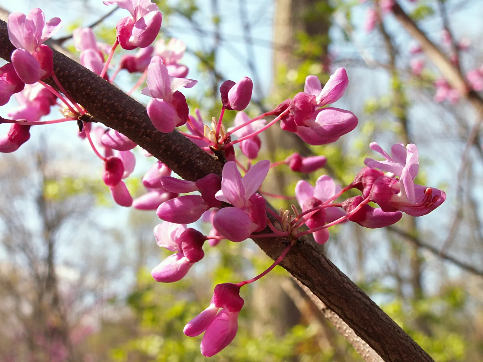 Eastern Redbud (Cercis Canadensis) — Eastern Redbud (Cercis canadensis) is a striking deciduous tree, native to eastern North America; the, image 115