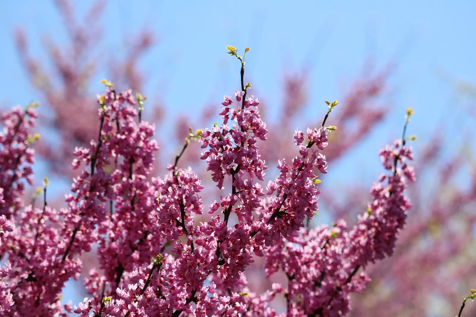 Eastern Redbud (Cercis Canadensis) — With a moderate growth rate; the Eastern Redbud is a celebrated addition to any landscape design, image 91