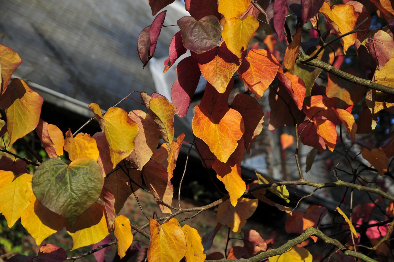 Eastern Redbud (Cercis Canadensis) — it is a low-maintenance choice ideal for small yards; minimal pruning is required to maintain its graceful, image 130