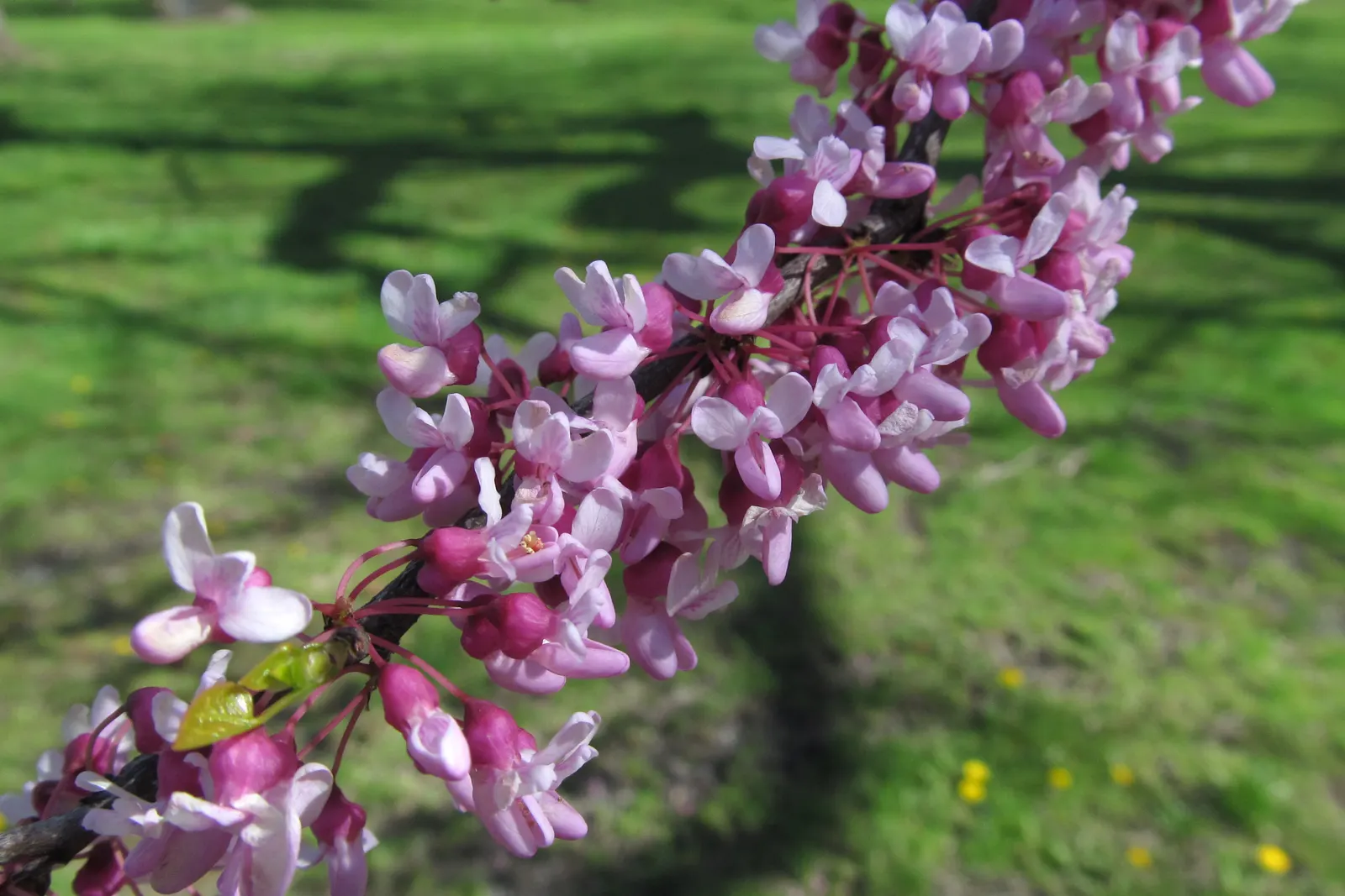 Eastern Redbud (Cercis Canadensis) — The Eastern Redbud is a celebrated addition to any landscape design; boasting a stunning floral display and, image 121