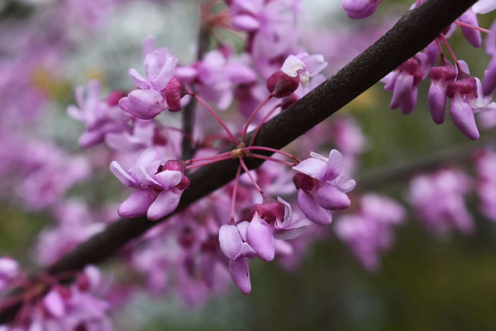 Eastern Redbud (Cercis Canadensis) — Known for its vibrant pink to magenta spring blooms