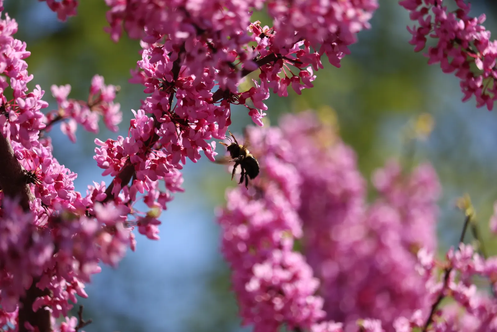 Eastern Redbud (Cercis Canadensis) — shrub / tree for full or half or shade; it is a low-maintenance choice ideal for small yards, image 95