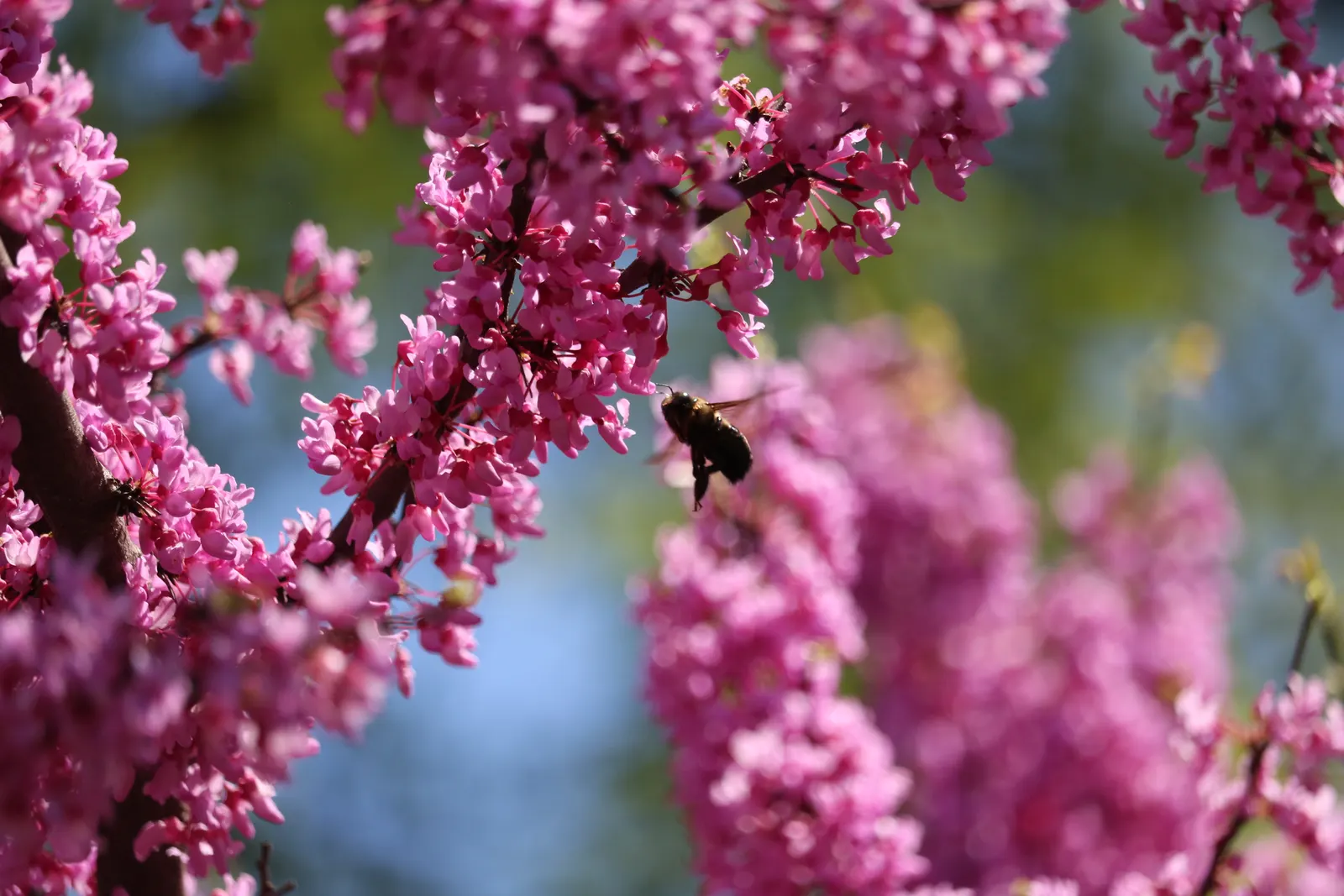 Eastern Redbud (Cercis Canadensis) — adapting to both sunny and partially shaded locations; enveloping branches in a breathtaking cloak of color, image 108