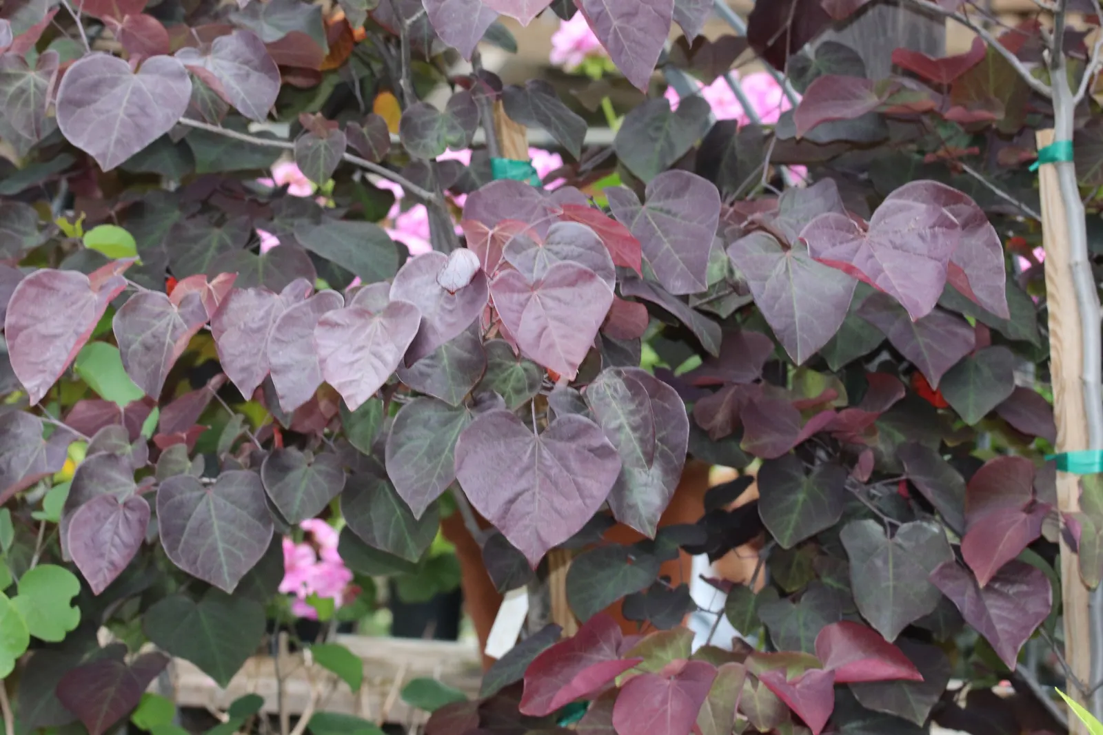 Eastern Redbud (Cercis Canadensis) — Its heart-shaped leaves are a rich green throughout the growing season; pink and red flowers in the garden, image 125