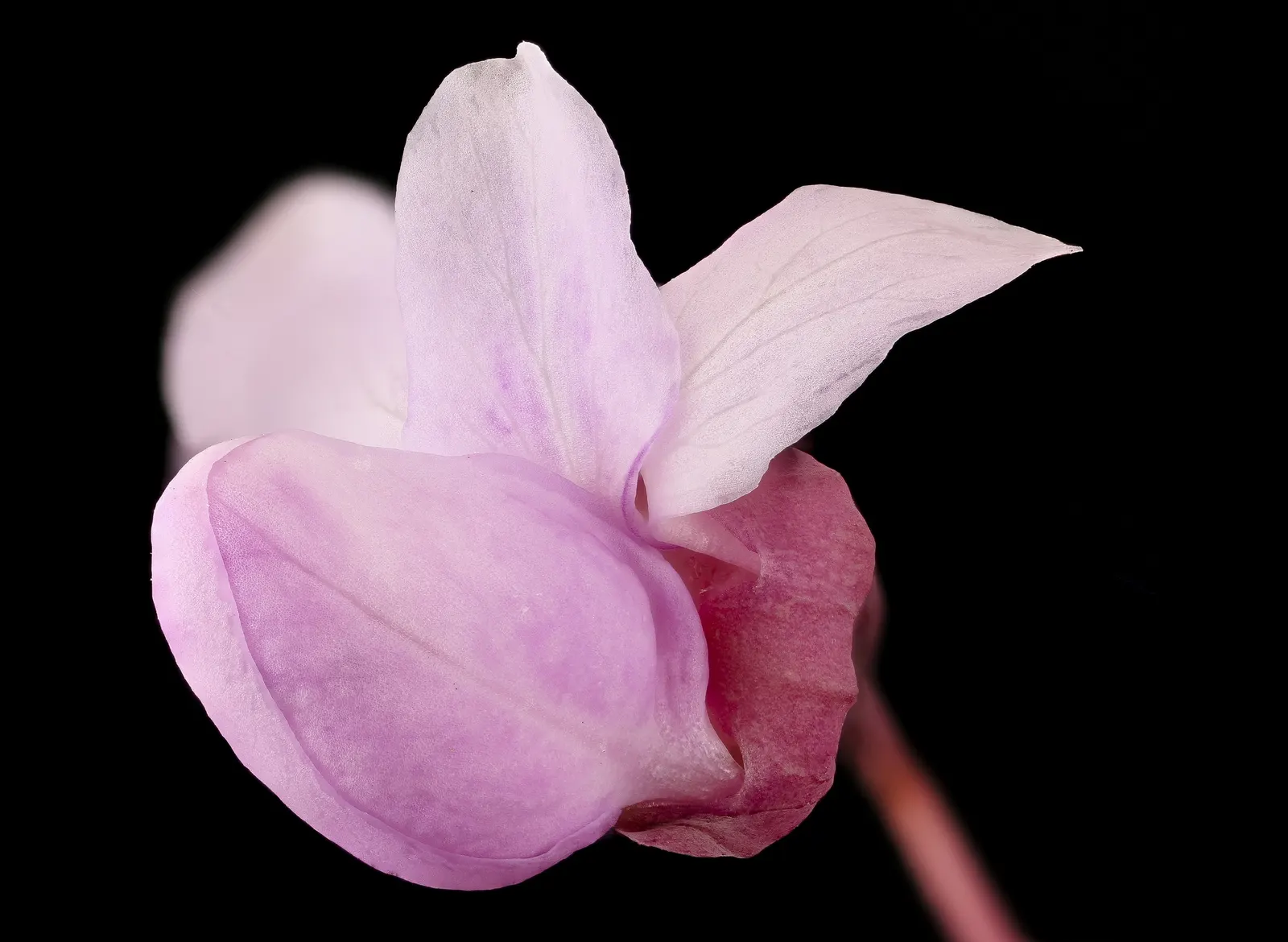 Eastern Redbud (Cercis Canadensis) — shrub / tree with pink and red blooms; native to eastern North America, image 113