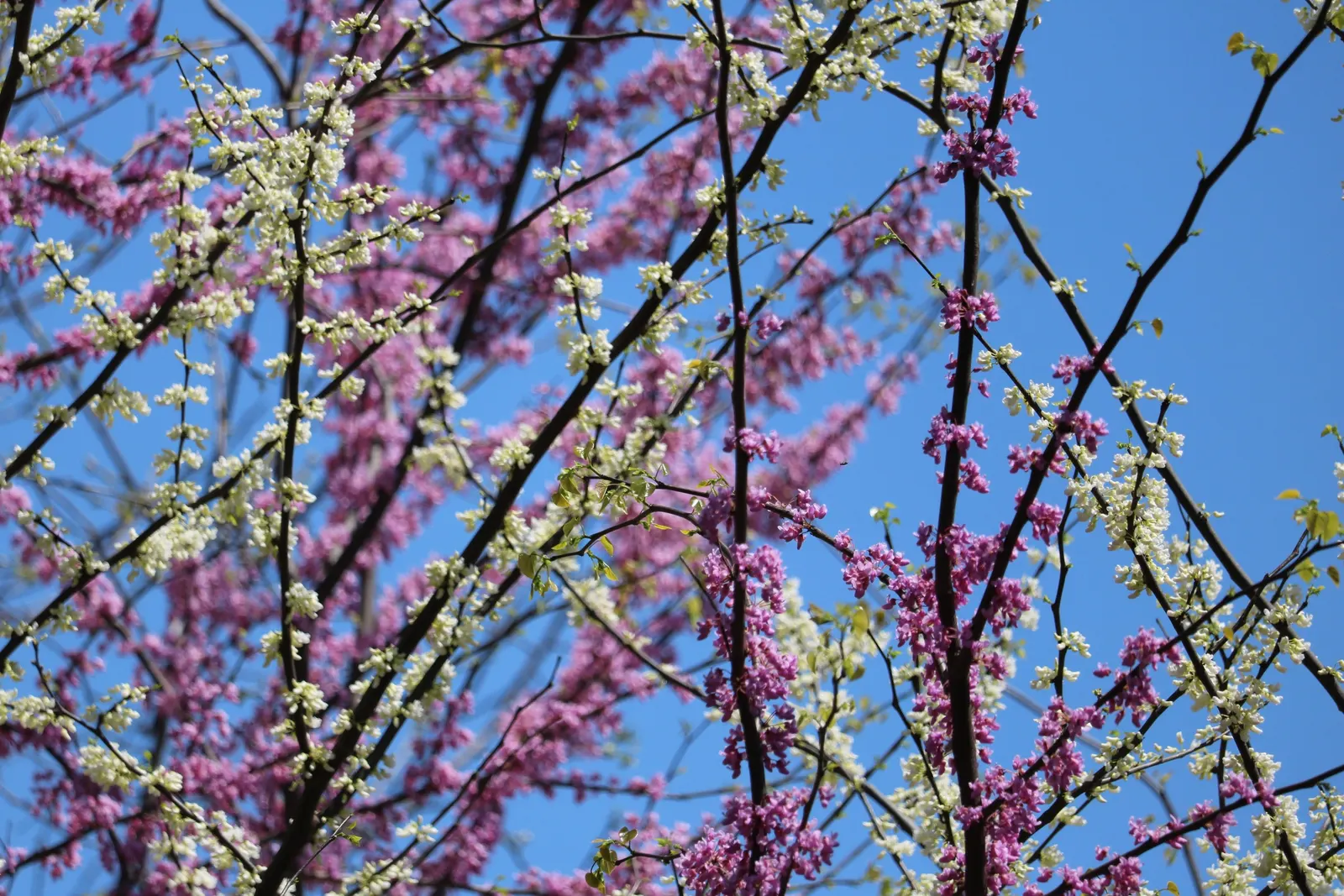 Eastern Redbud (Cercis Canadensis) — shrub / tree for full or half or shade; it is a low-maintenance choice ideal for small yards, image 114