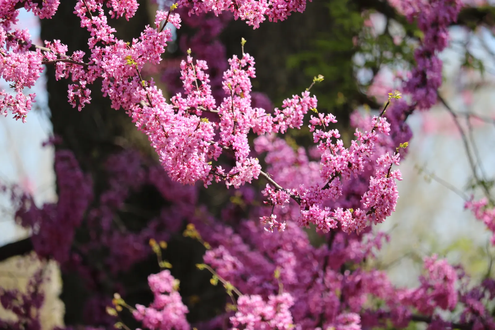 Eastern Redbud (Cercis Canadensis) — shrub / tree with pink and red blooms; native to eastern North America, image 94