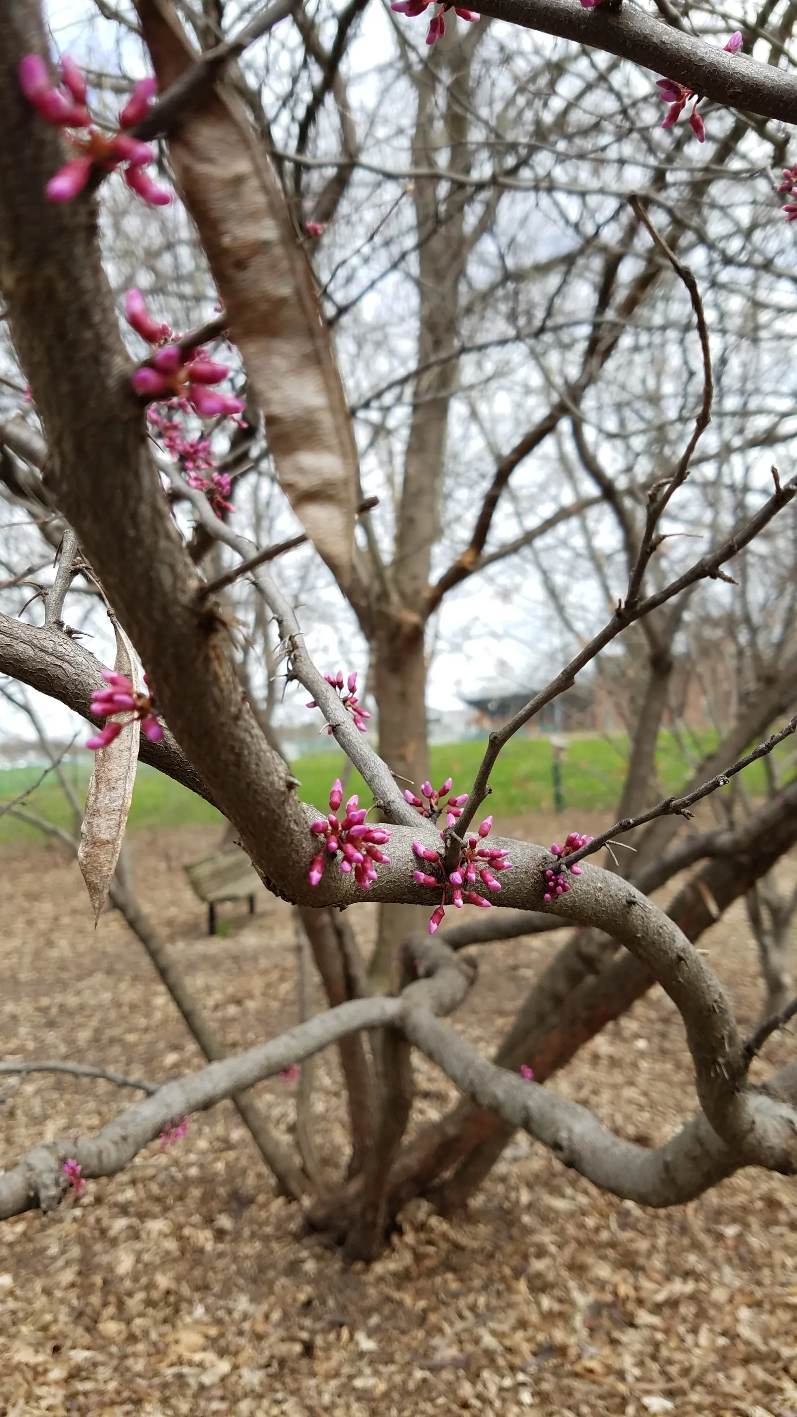 Eastern Redbud (Cercis Canadensis) — it is a low-maintenance choice ideal for small yards; minimal pruning is required to maintain its graceful, image 92