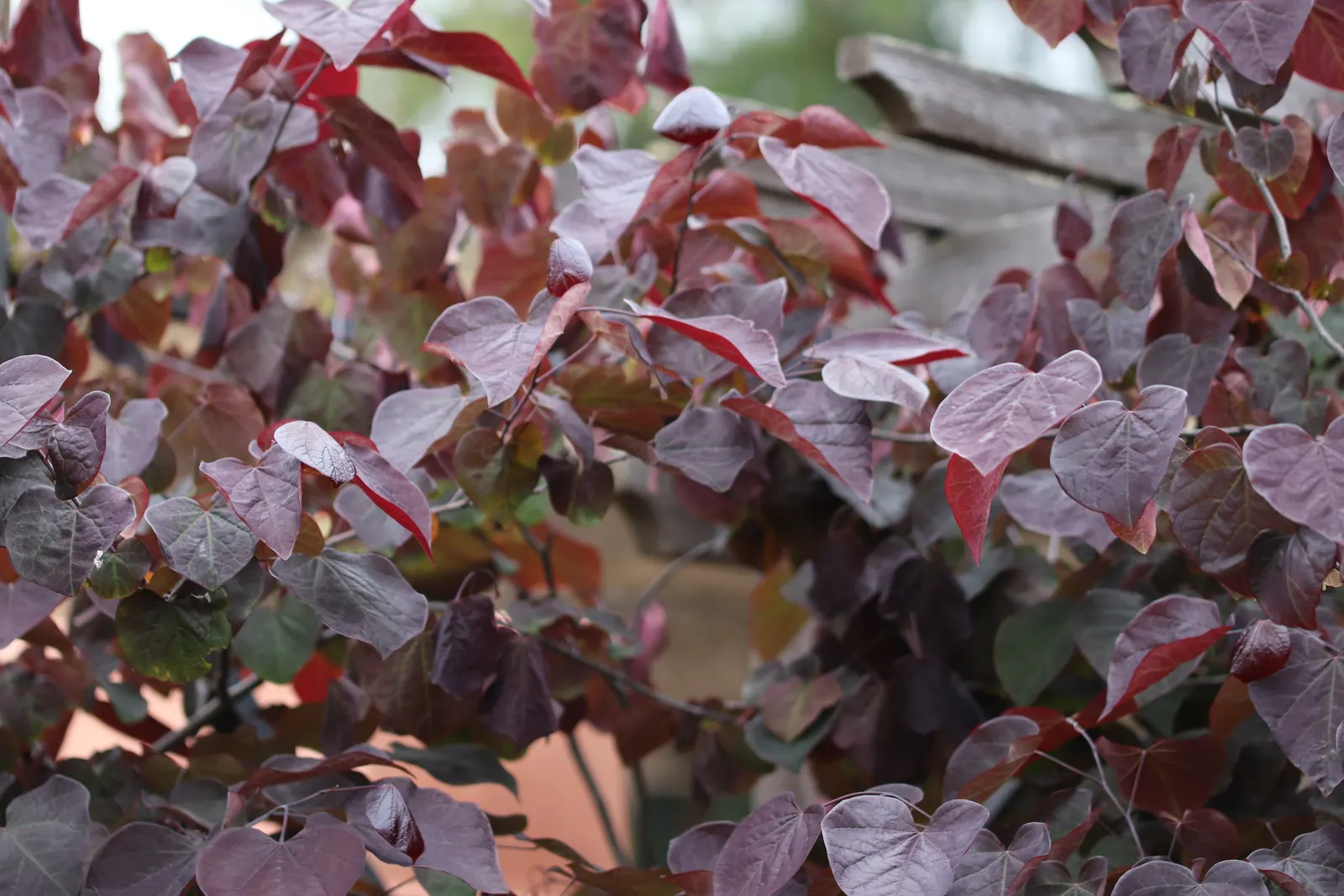 Eastern Redbud (Cercis Canadensis) — With a moderate growth rate; the Eastern Redbud is a celebrated addition to any landscape design, image 53