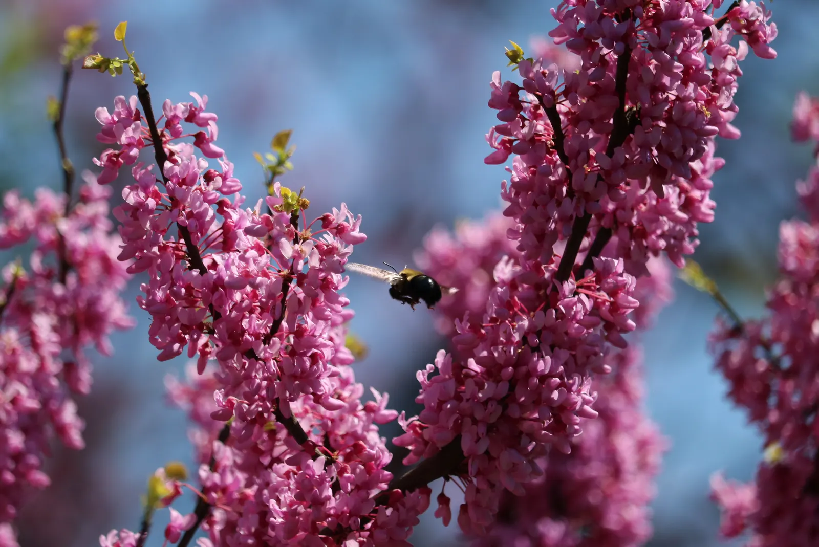 Eastern Redbud (Cercis Canadensis) — enveloping branches in a breathtaking cloak of color; transitioning from green to yellow in fall, image 88