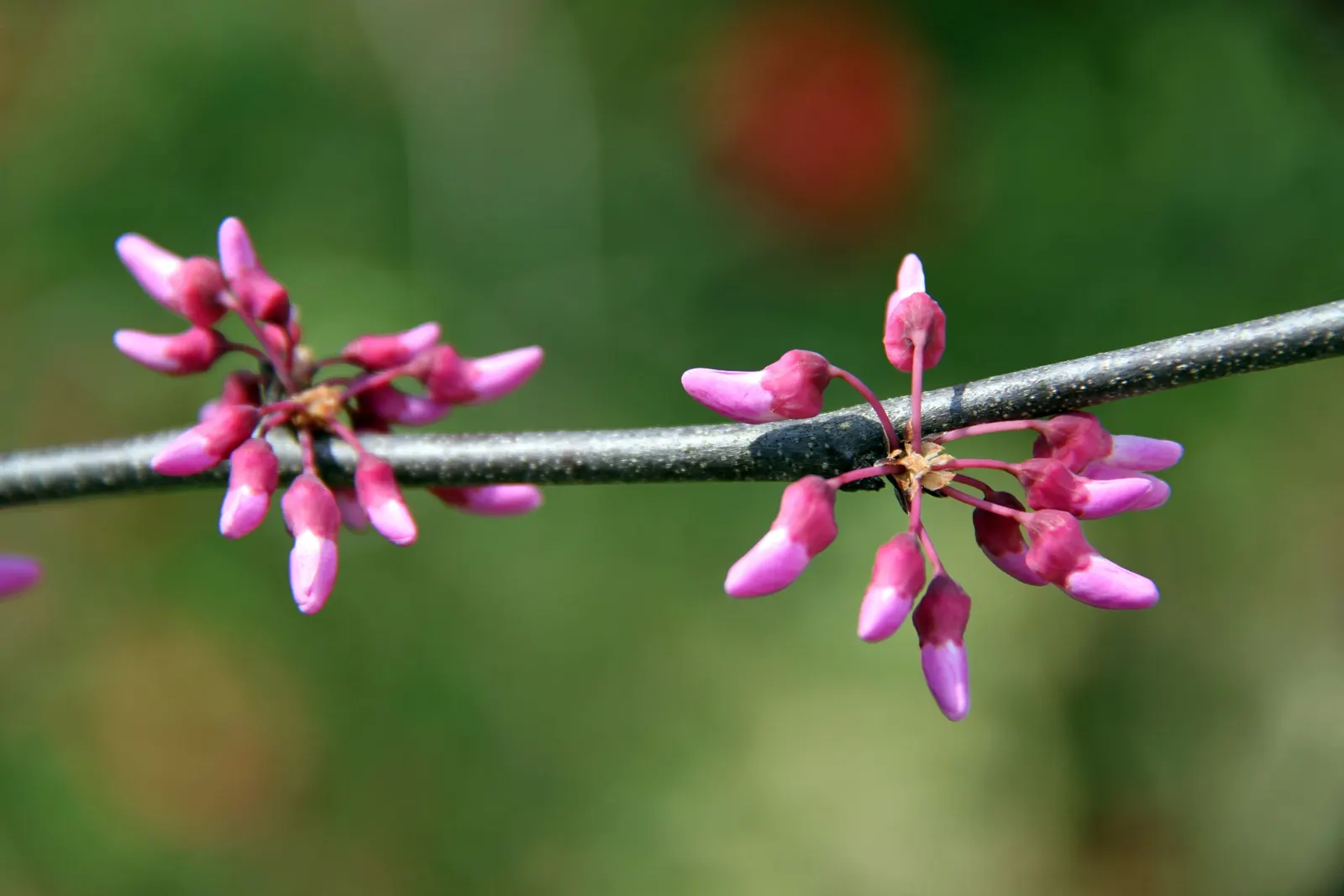 Eastern Redbud (Cercis Canadensis) — Minimal pruning is required to maintain its graceful shape; shrub / tree for full or half or shade, image 128