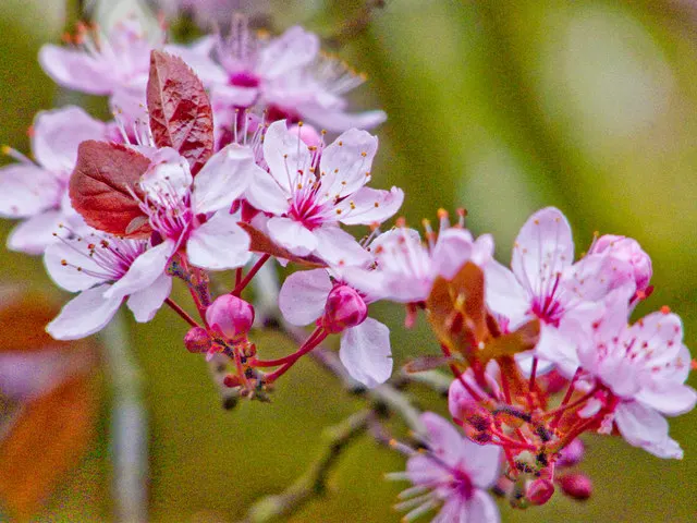 Black Cherry Plum (Prunus Cerasifera 'Nigra') — for a harmonious landscape design