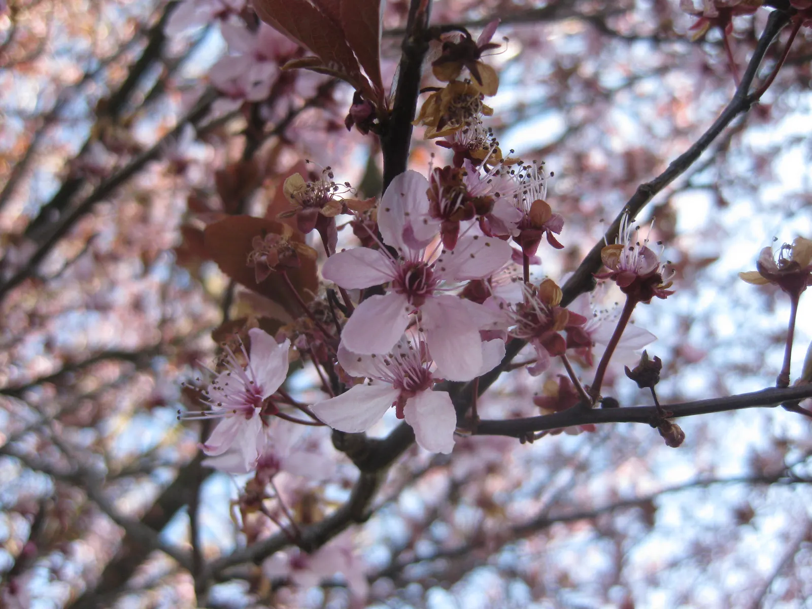 Black Cherry Plum (Prunus Cerasifera 'Nigra') — tree for full or half