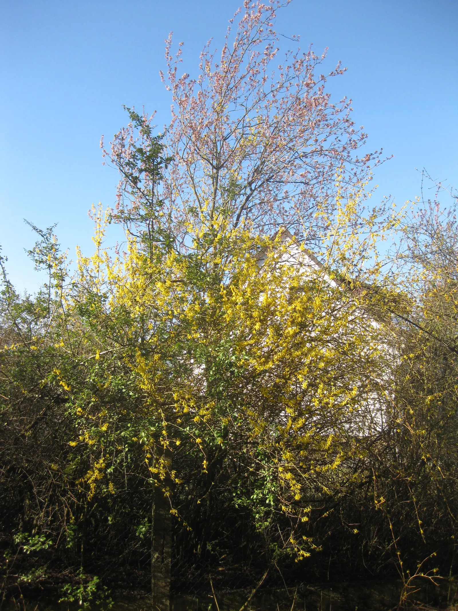 Black Cherry Plum (Prunus Cerasifera 'Nigra') — which maintains its vibrant hue throughout the growing season